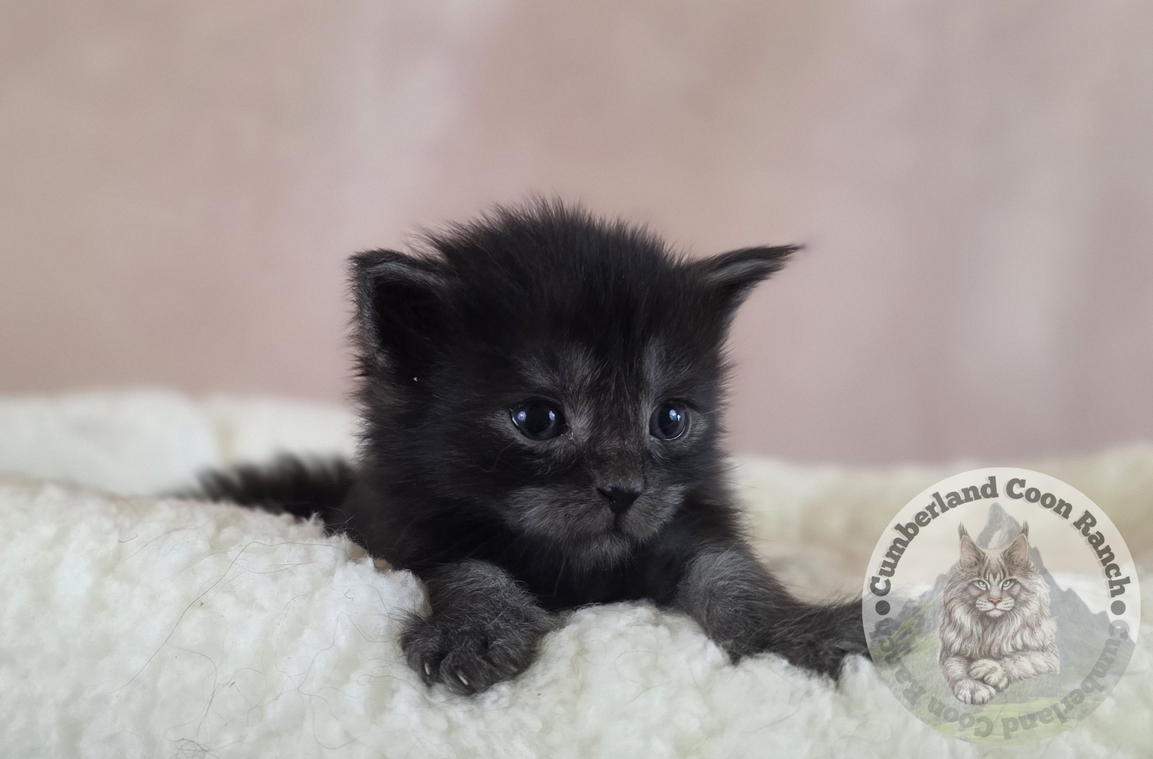 Black Smoke Female Maine Coon Kitten