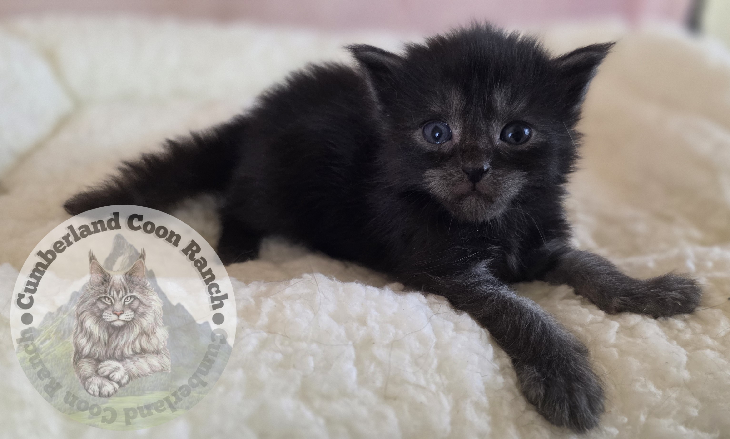 Black Smoke Female Maine Coon Kitten