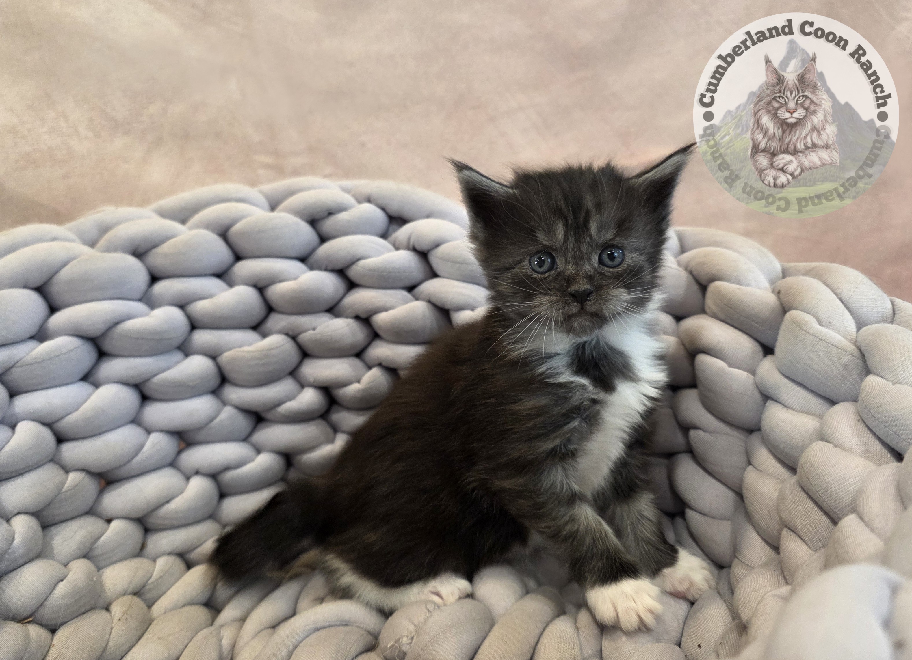Tuxedo Maine Coon Kitten Girl