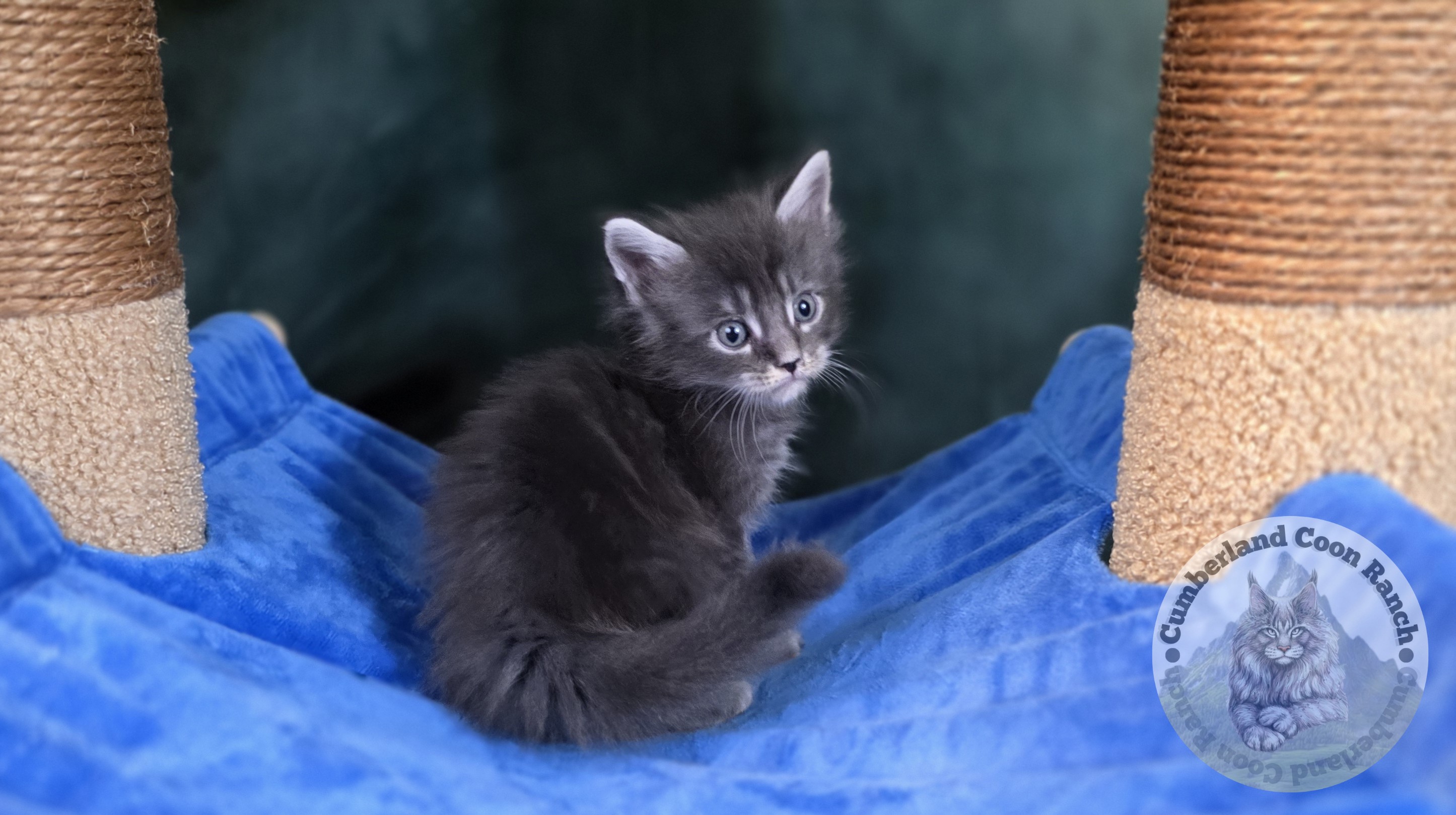 Blue Male Maine Coon Kitten