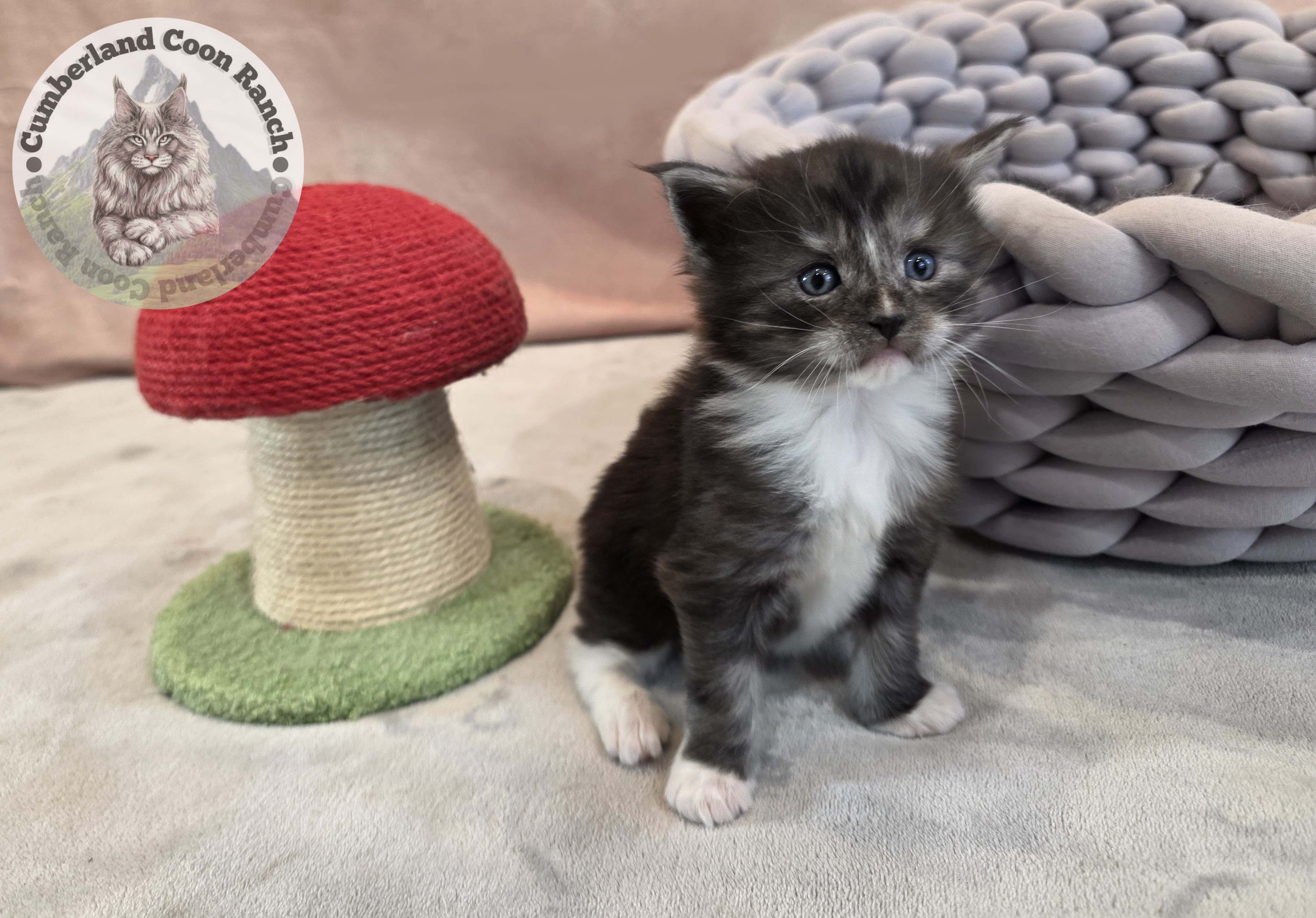 Tuxedo Maine Coon Kitten Boy