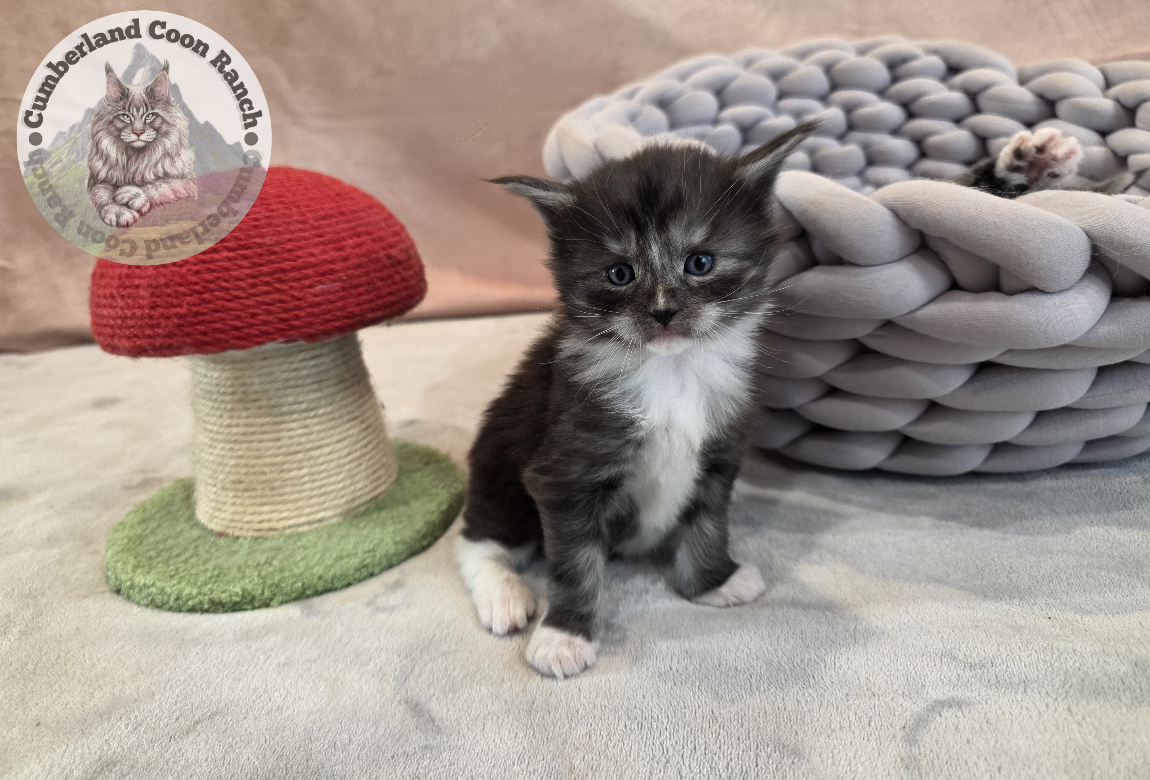 Tuxedo Maine Coon Kitten Boy