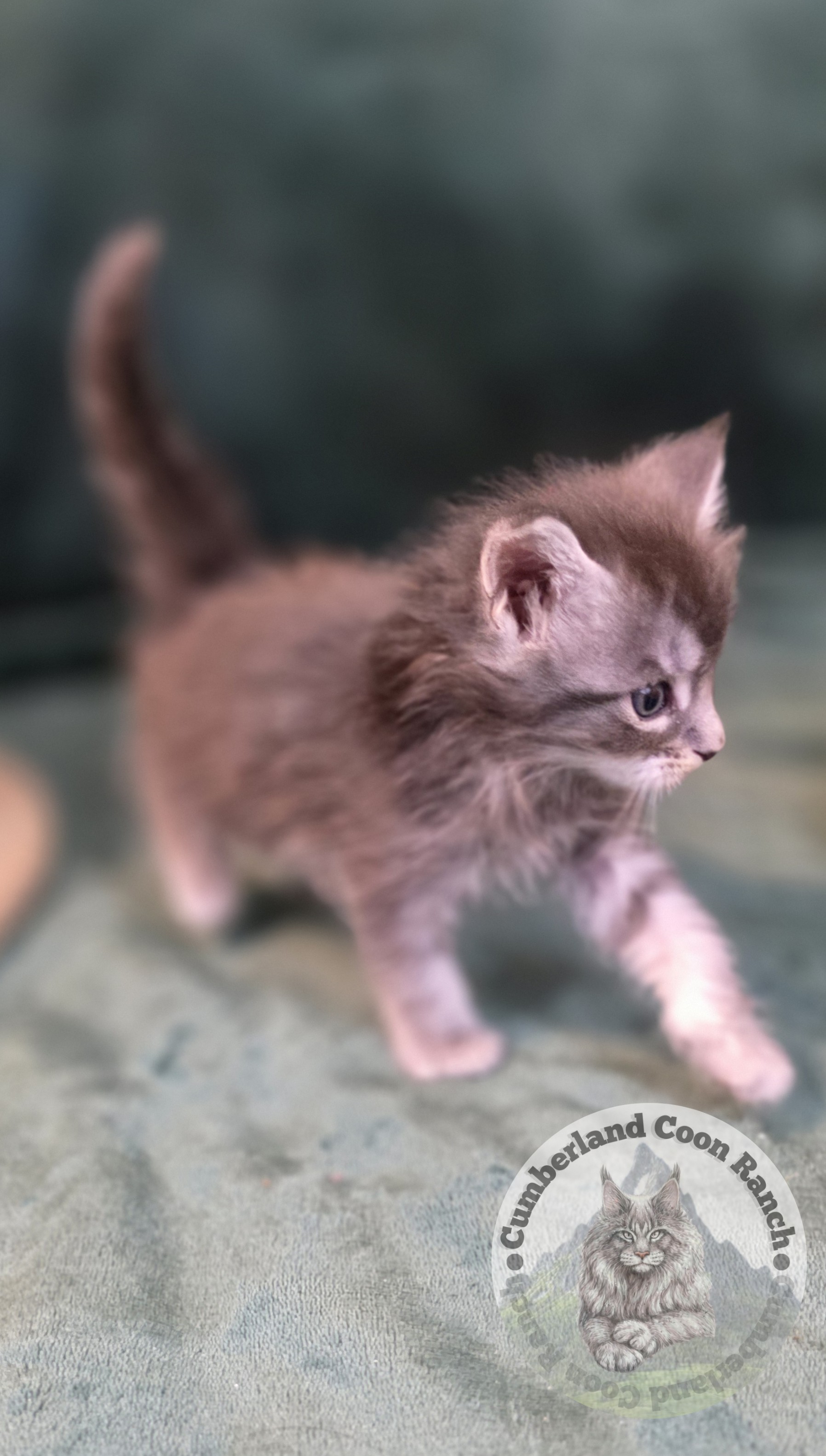 Female Dot Maine Coon Cat