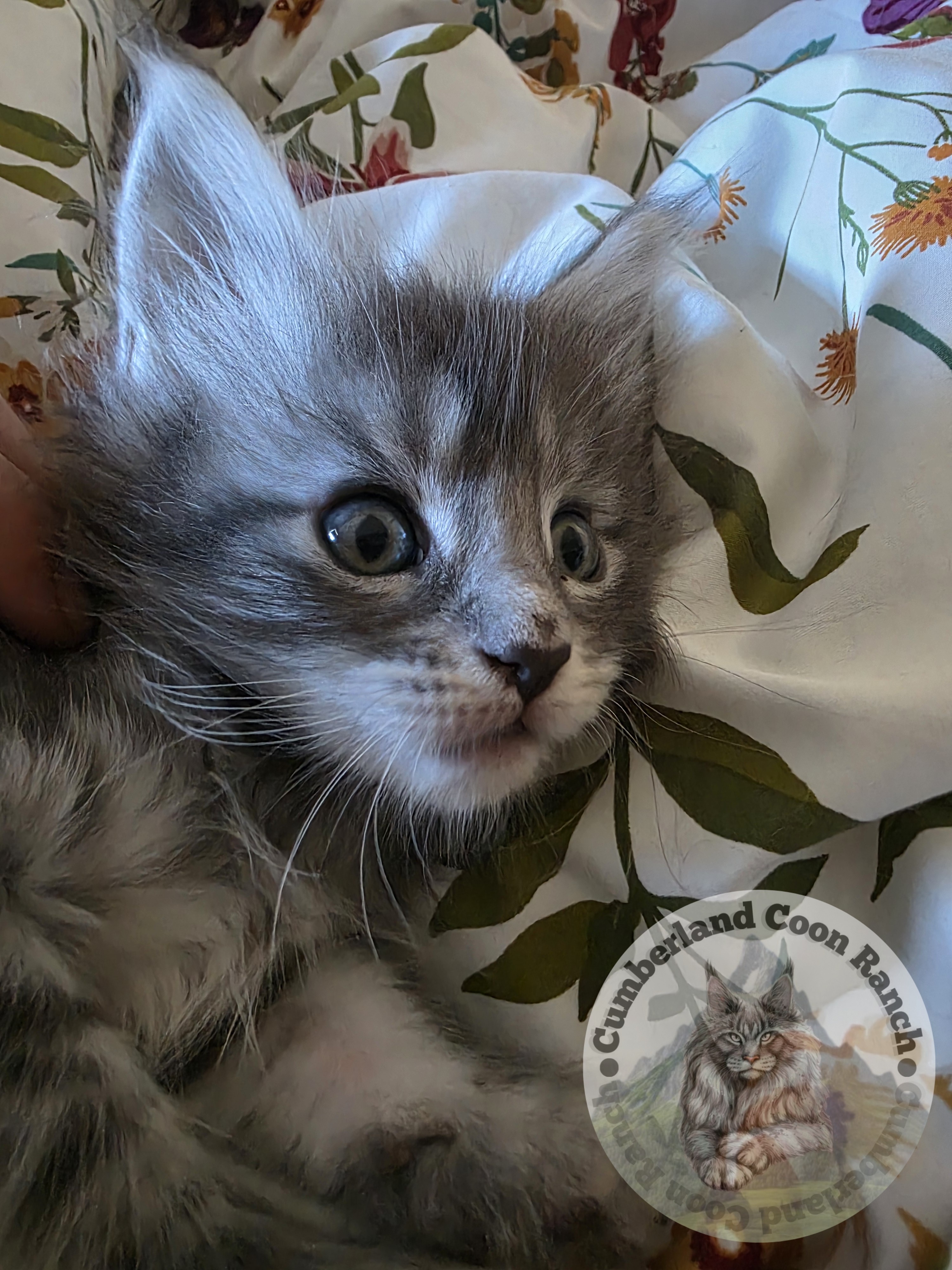 Female Dot Maine Coon Cat
