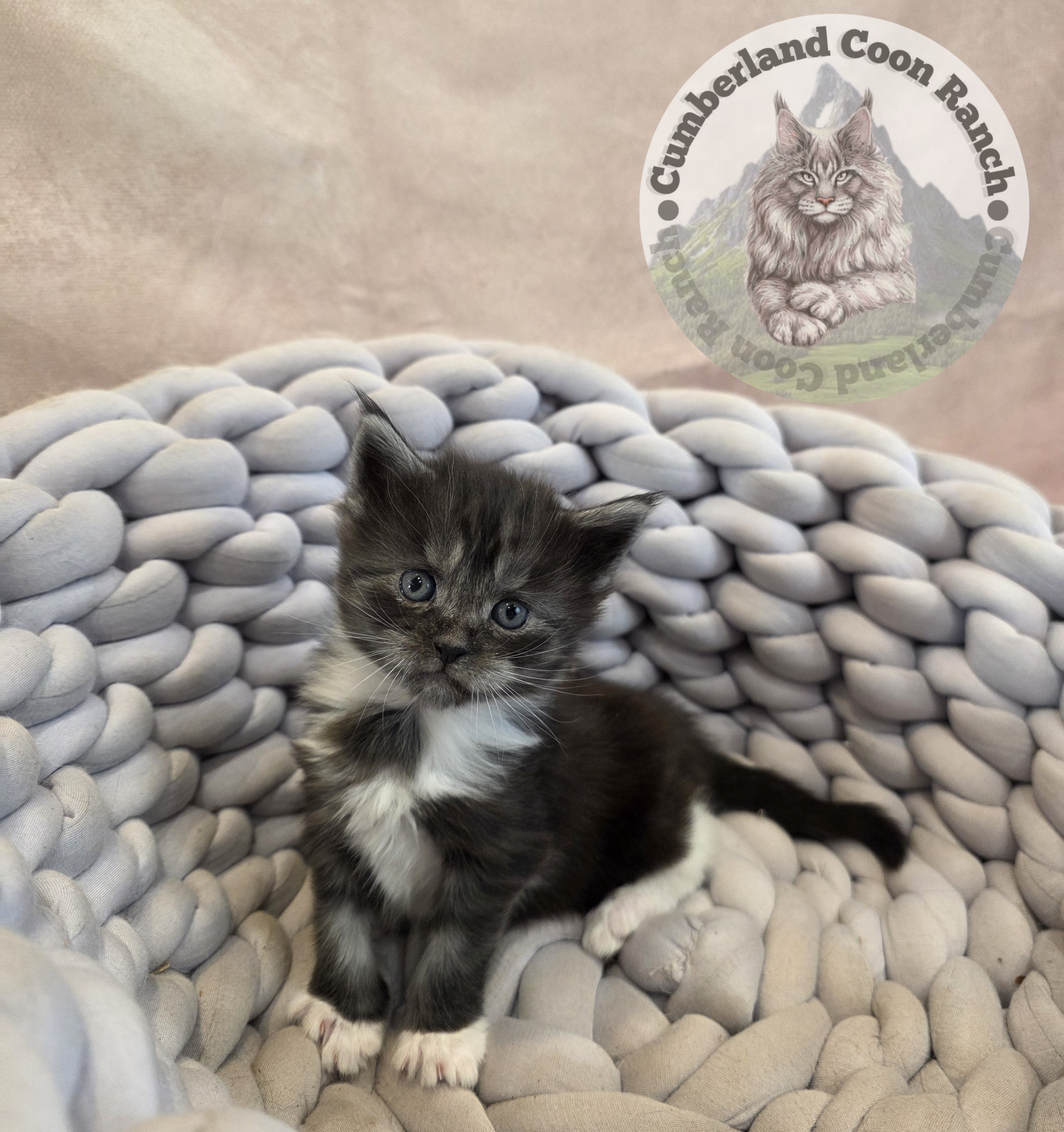 Maine Coon Tuxido Girl Kitten