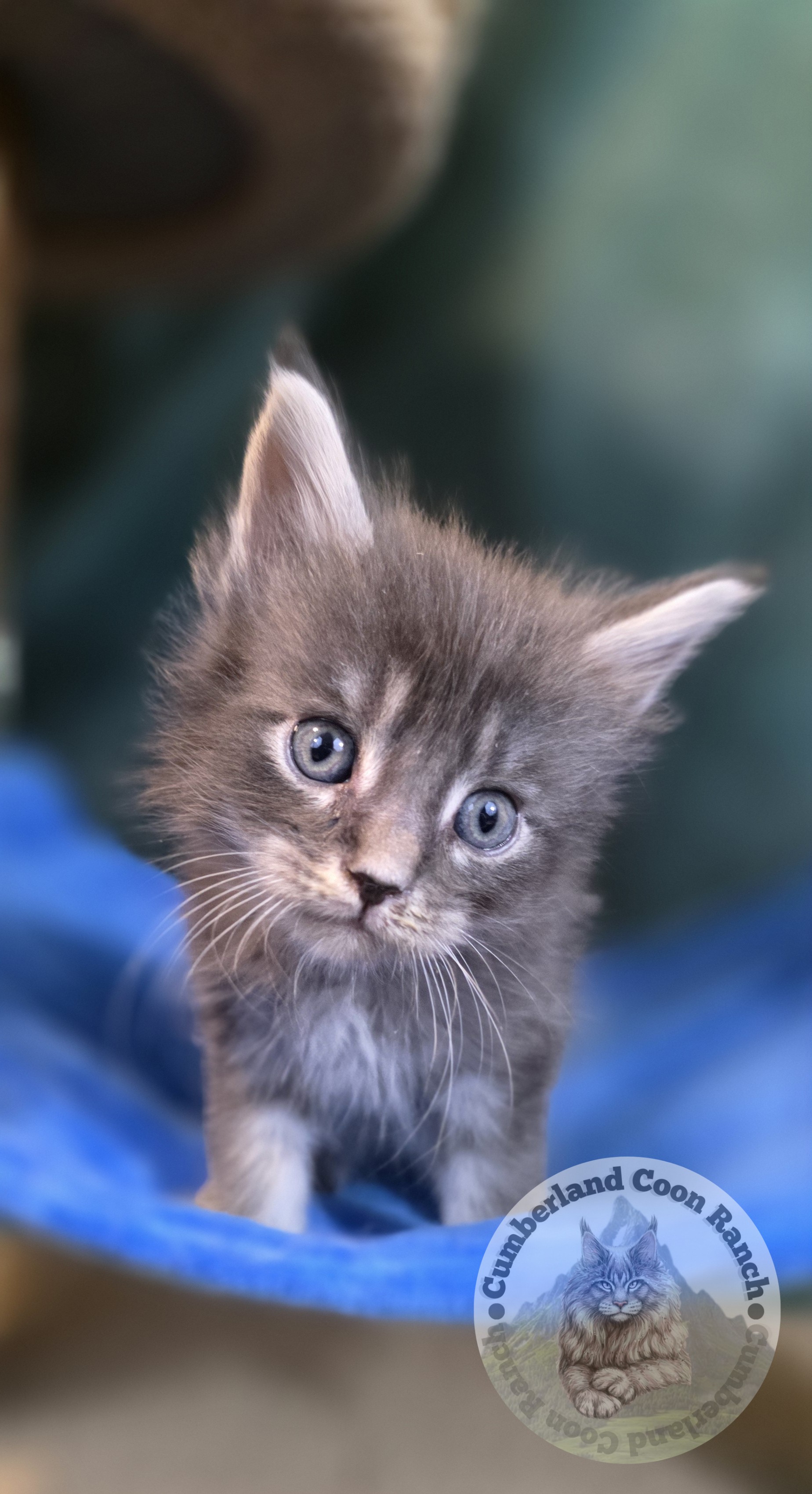 Blue Male Maine Coon Kitten
