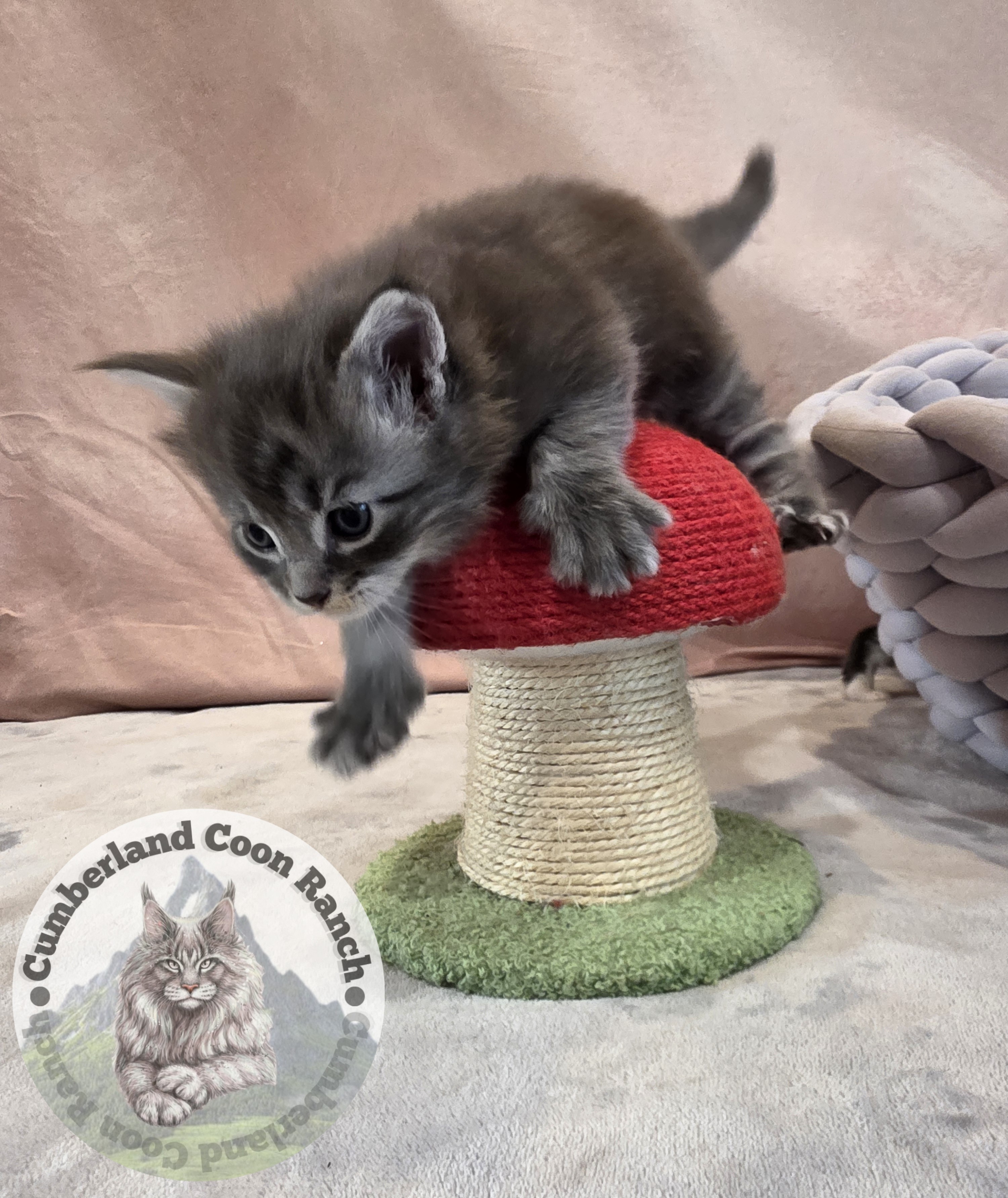 Grey Maine Coon Kitten Male