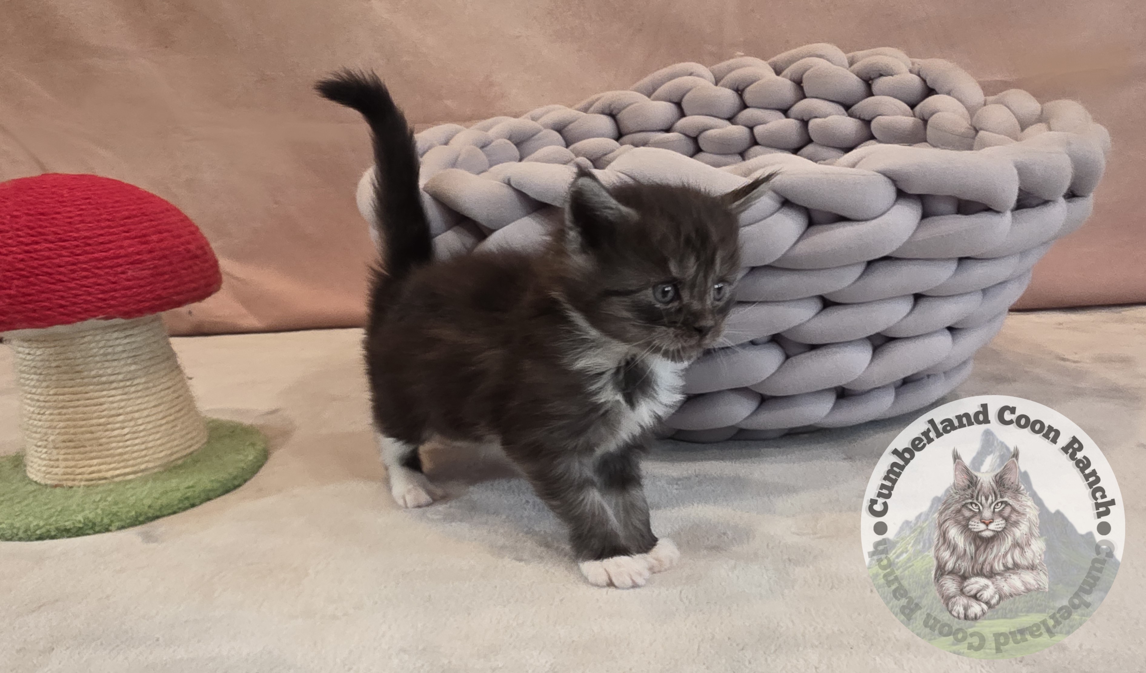 Maine Coon Tuxido Girl Kitten