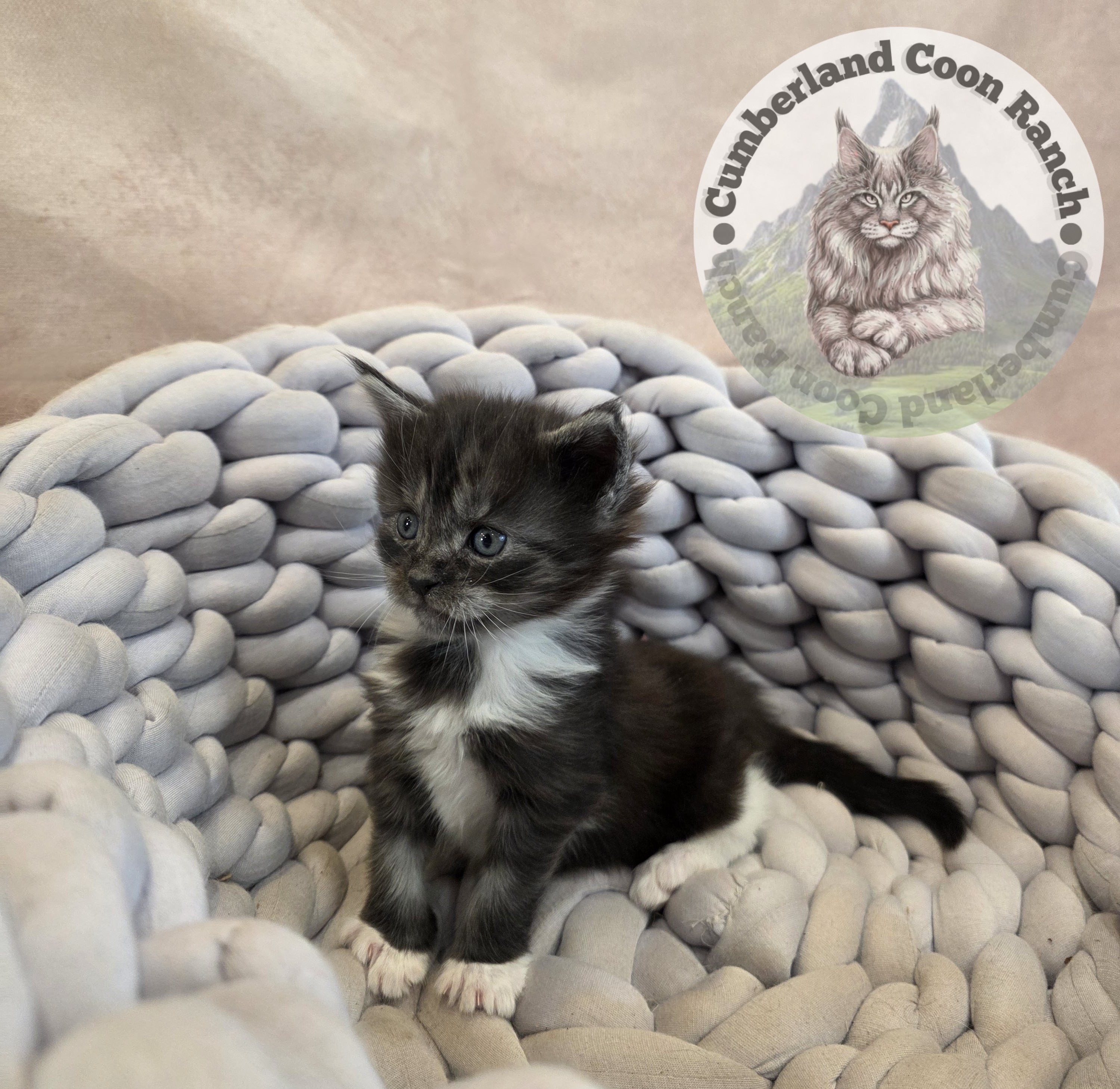 Tuxedo Maine Coon Kitten Girl