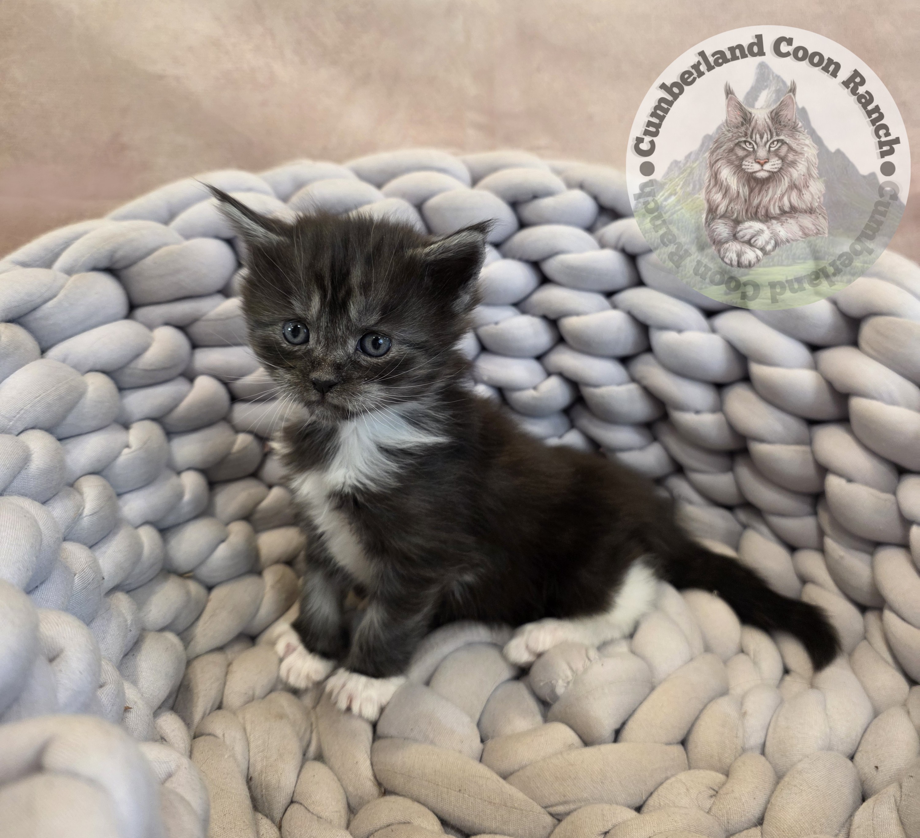 Tuxedo Maine Coon Kitten Girl