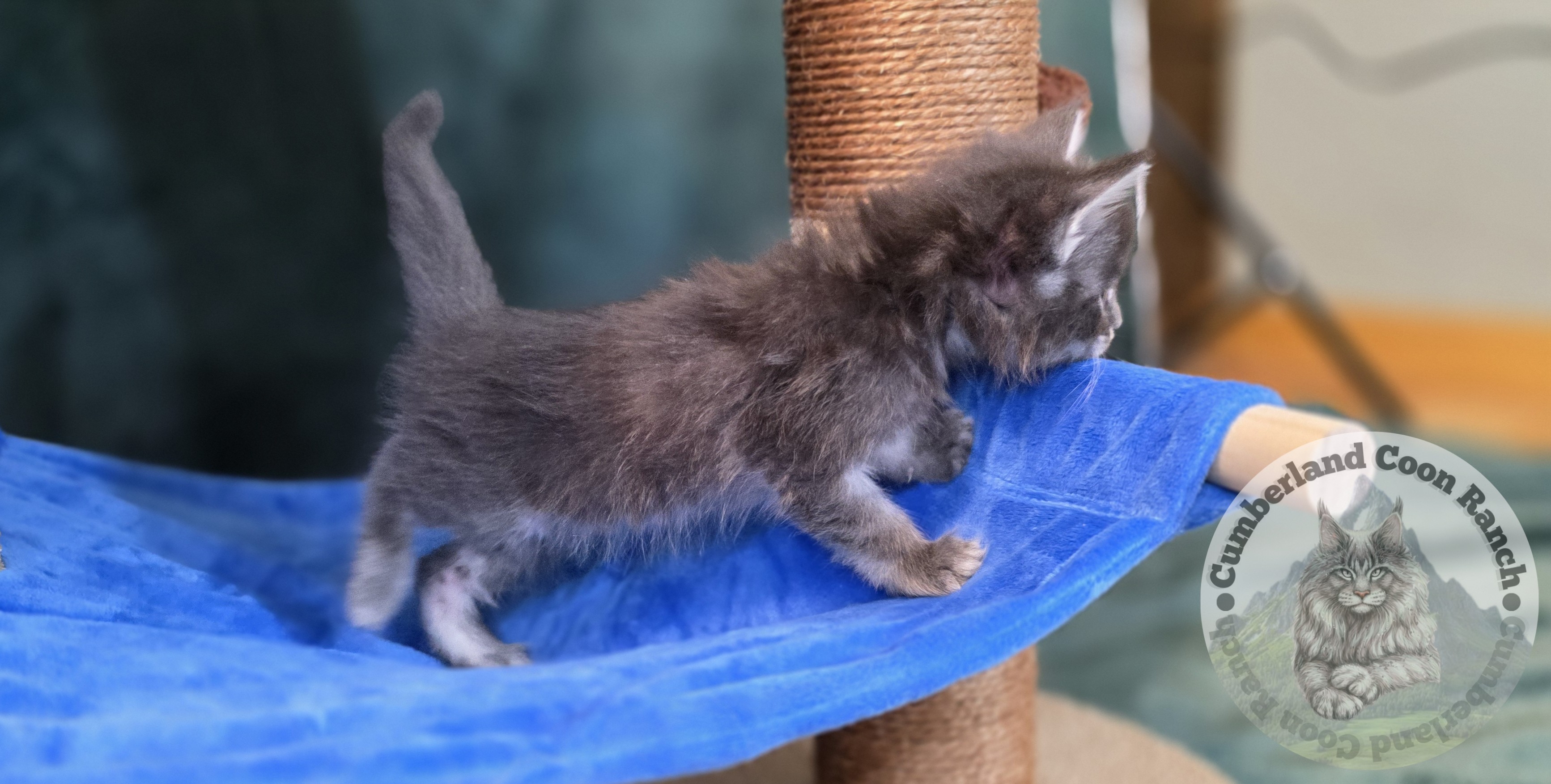 Blue Male Maine Coon Kitten