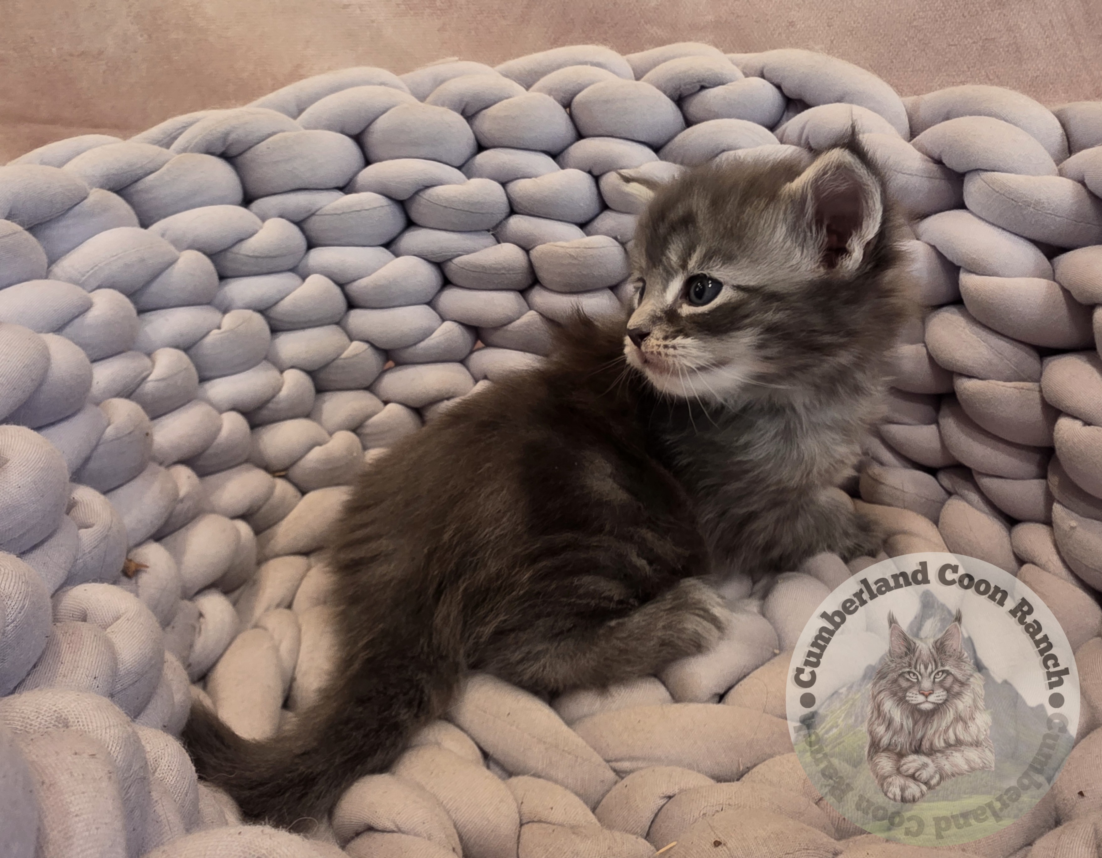 Grey Maine Coon Kitten Male