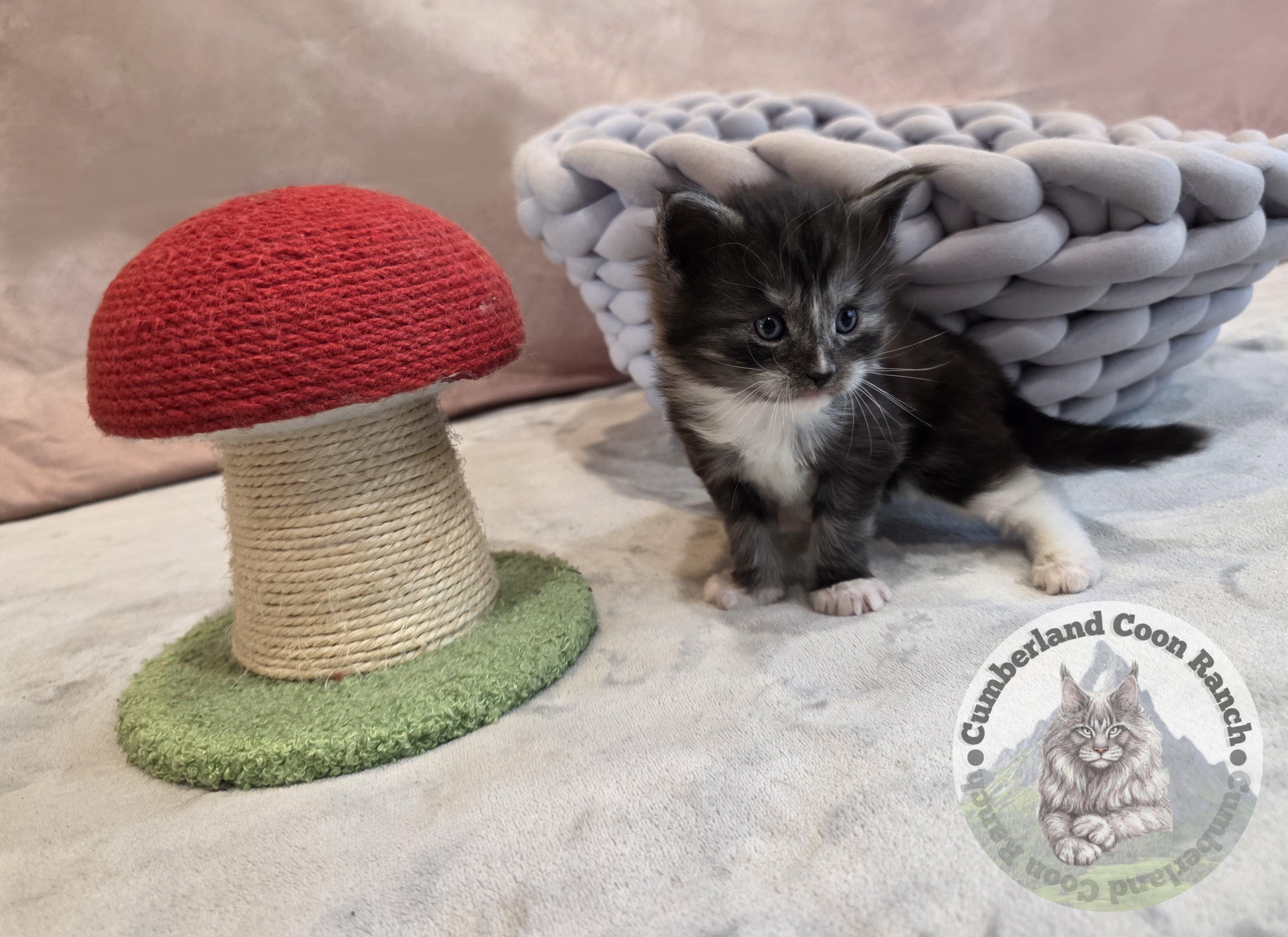 Tuxedo Maine Coon Kitten Boy