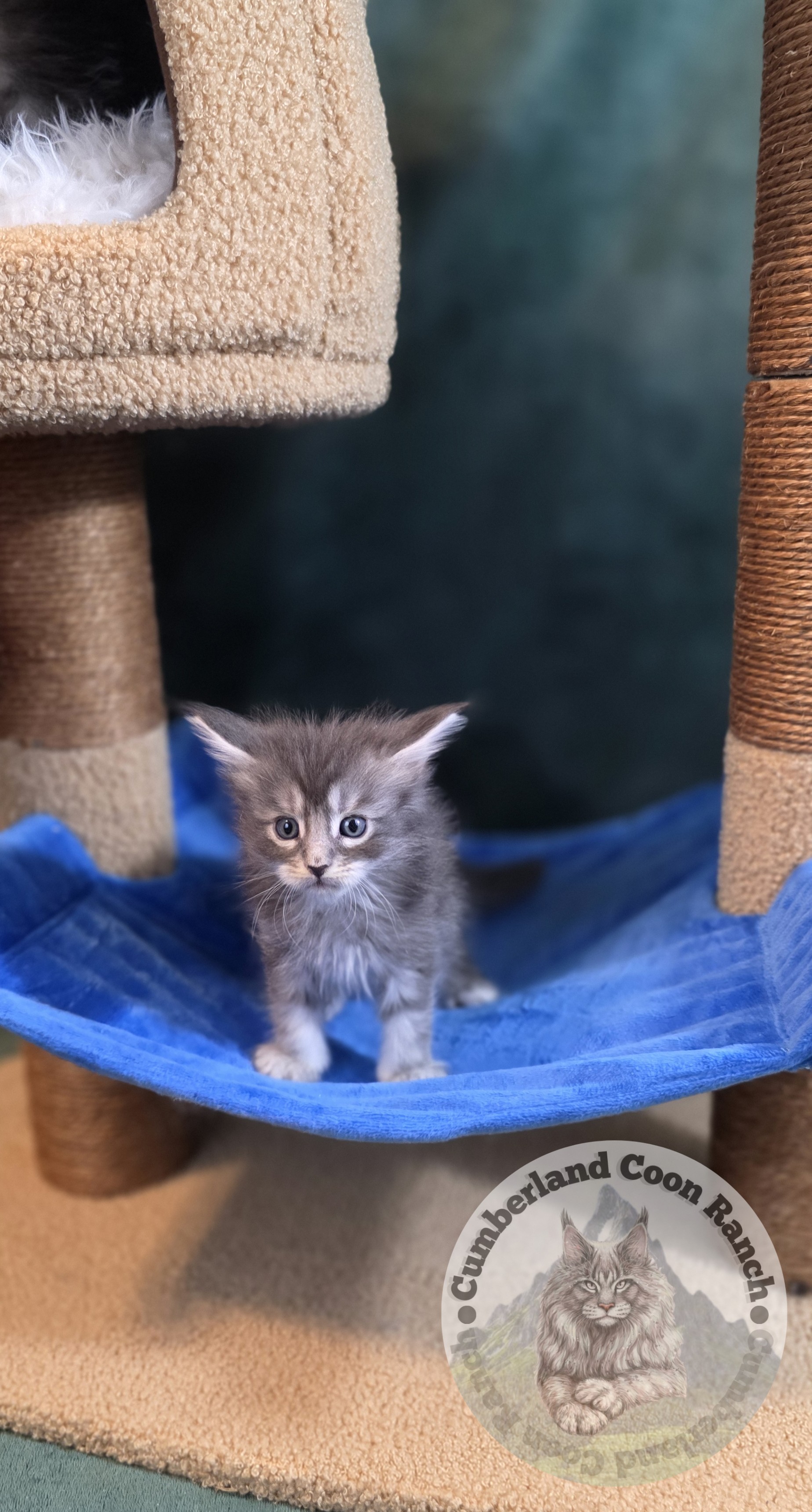 Female Dot Maine Coon Cat