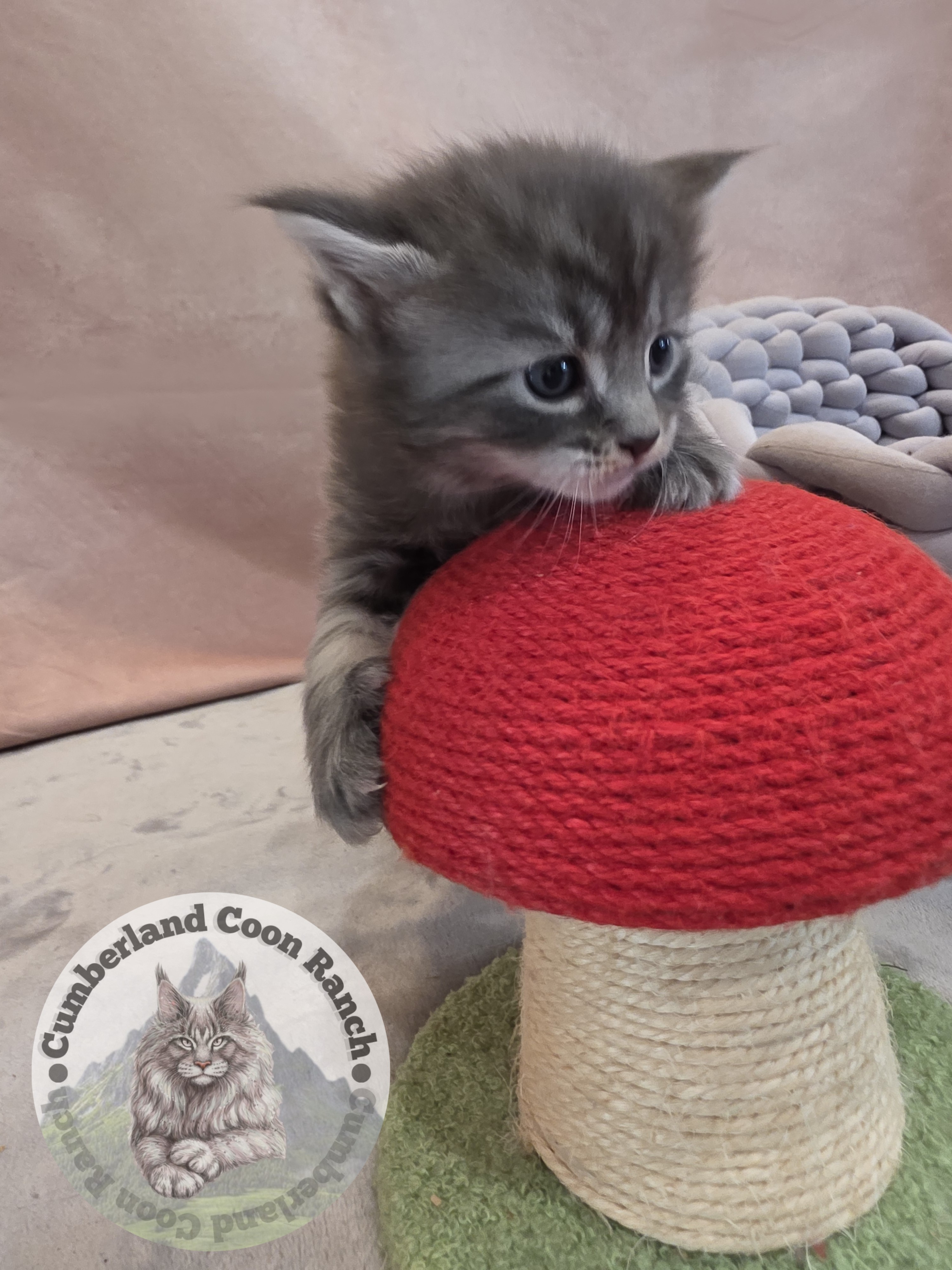 Grey Maine Coon Kitten Male