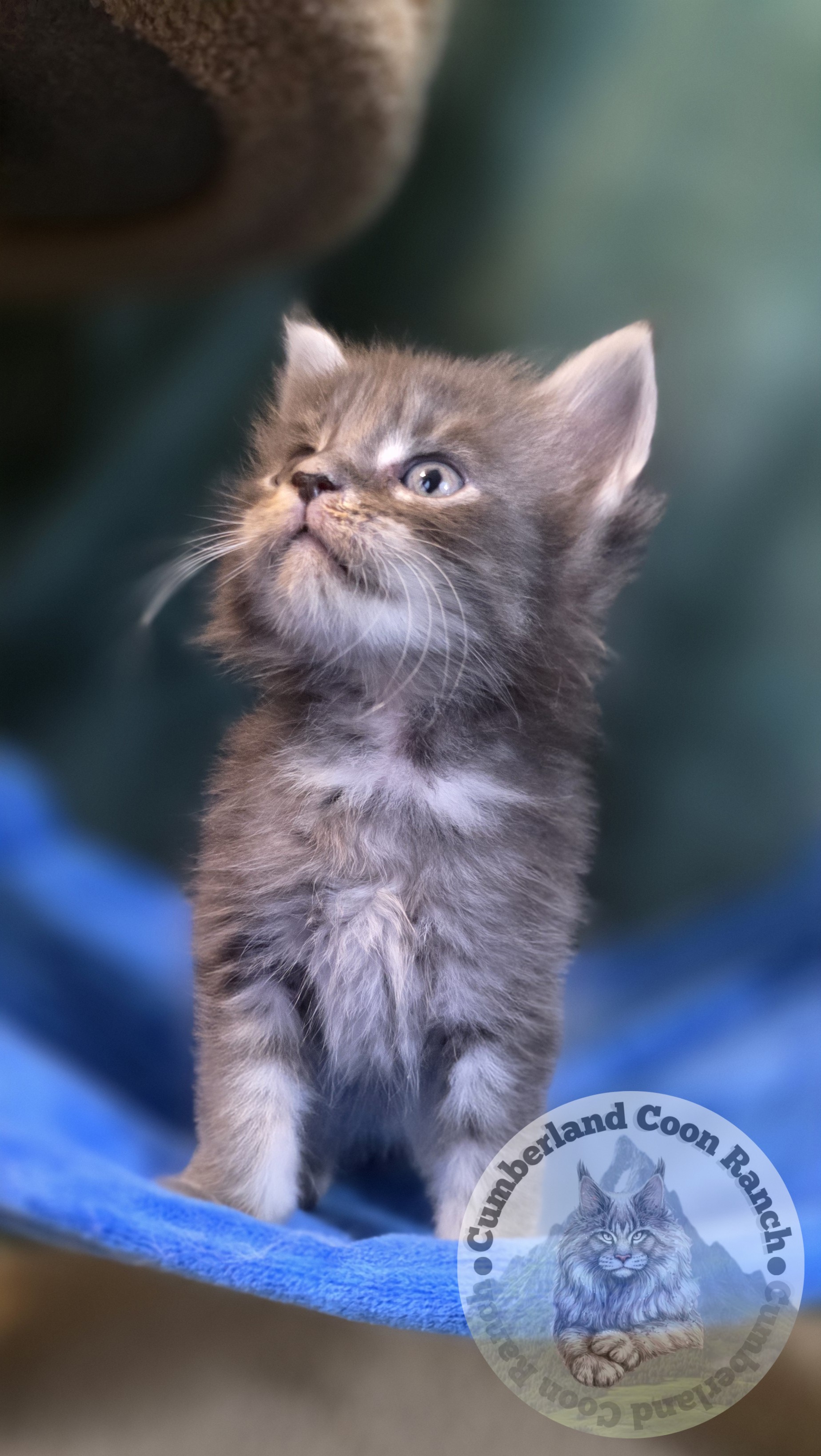 Blue Male Maine Coon Kitten