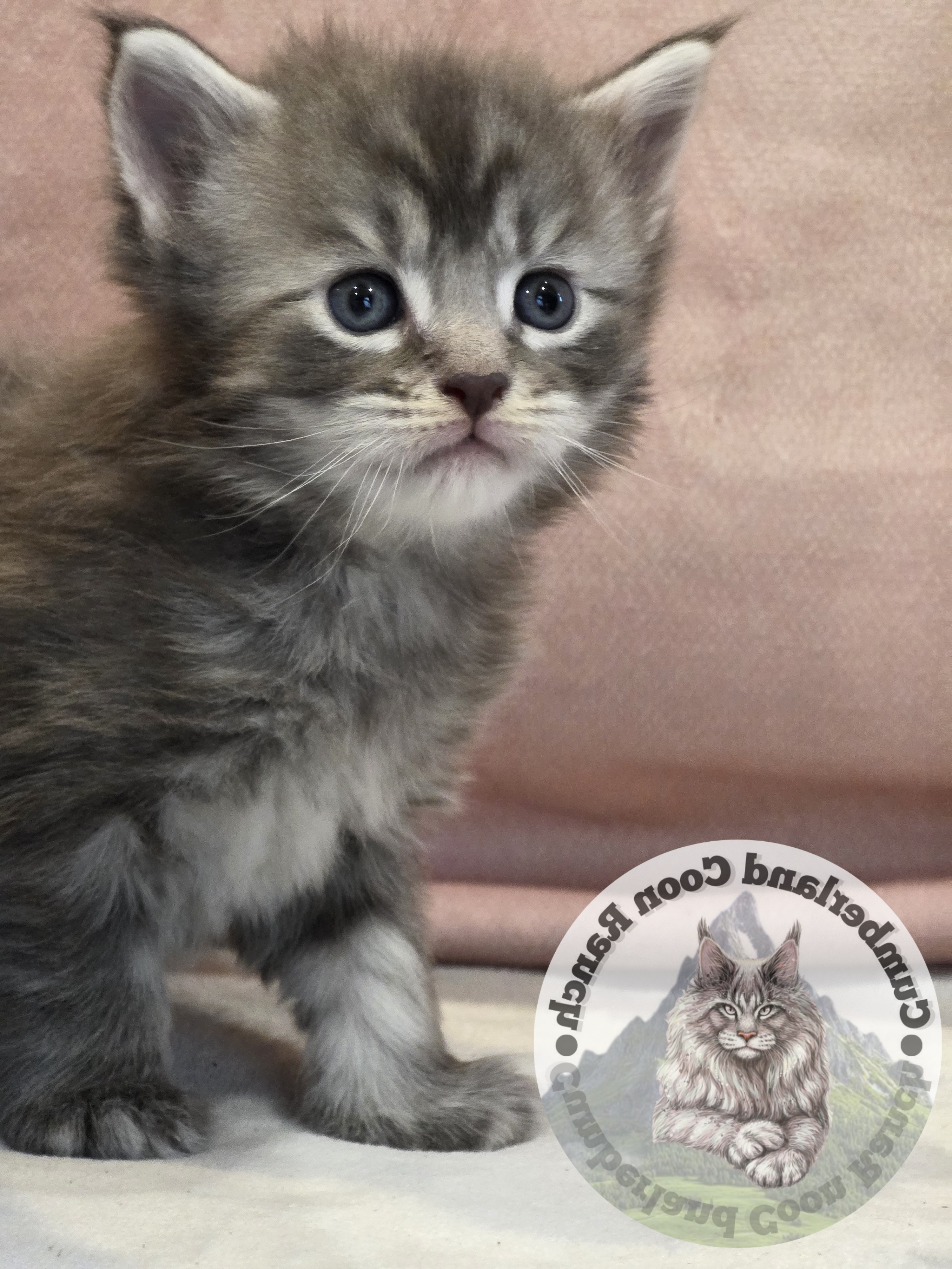 Grey Maine Coon Kitten Male