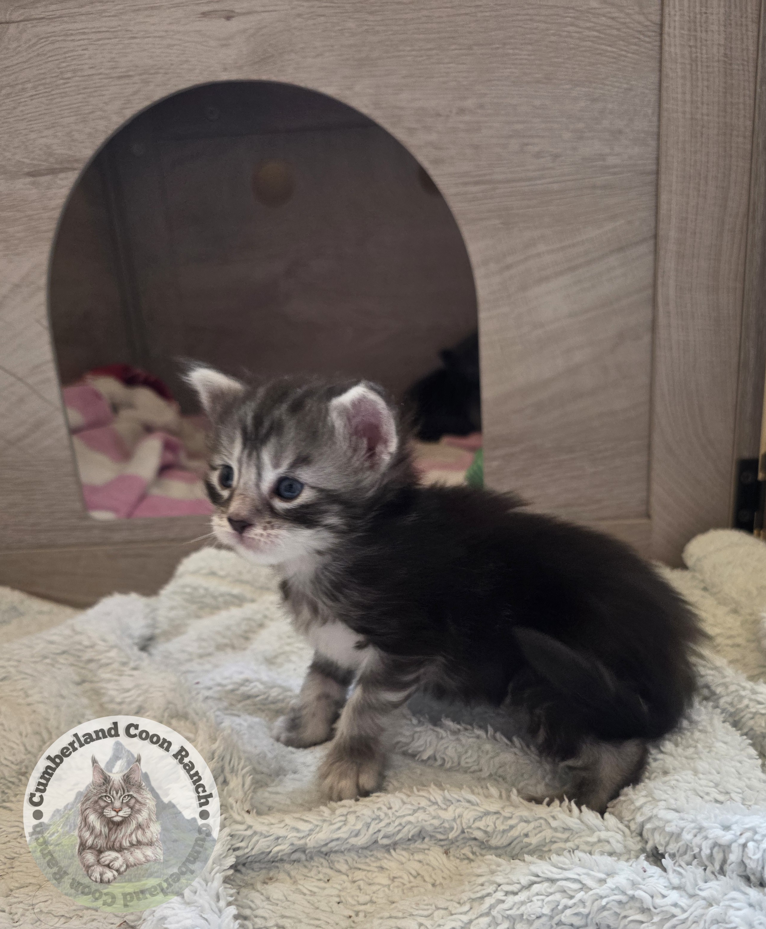 Grey Tabby Maine Coon Kitten Female