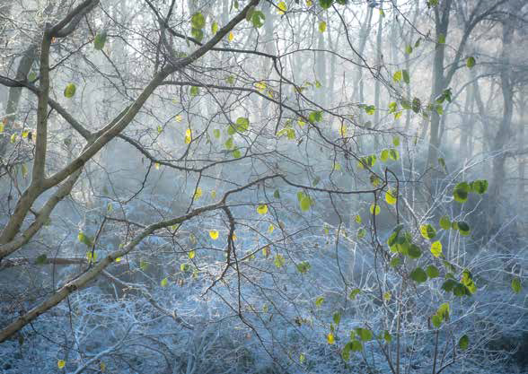 Frozen