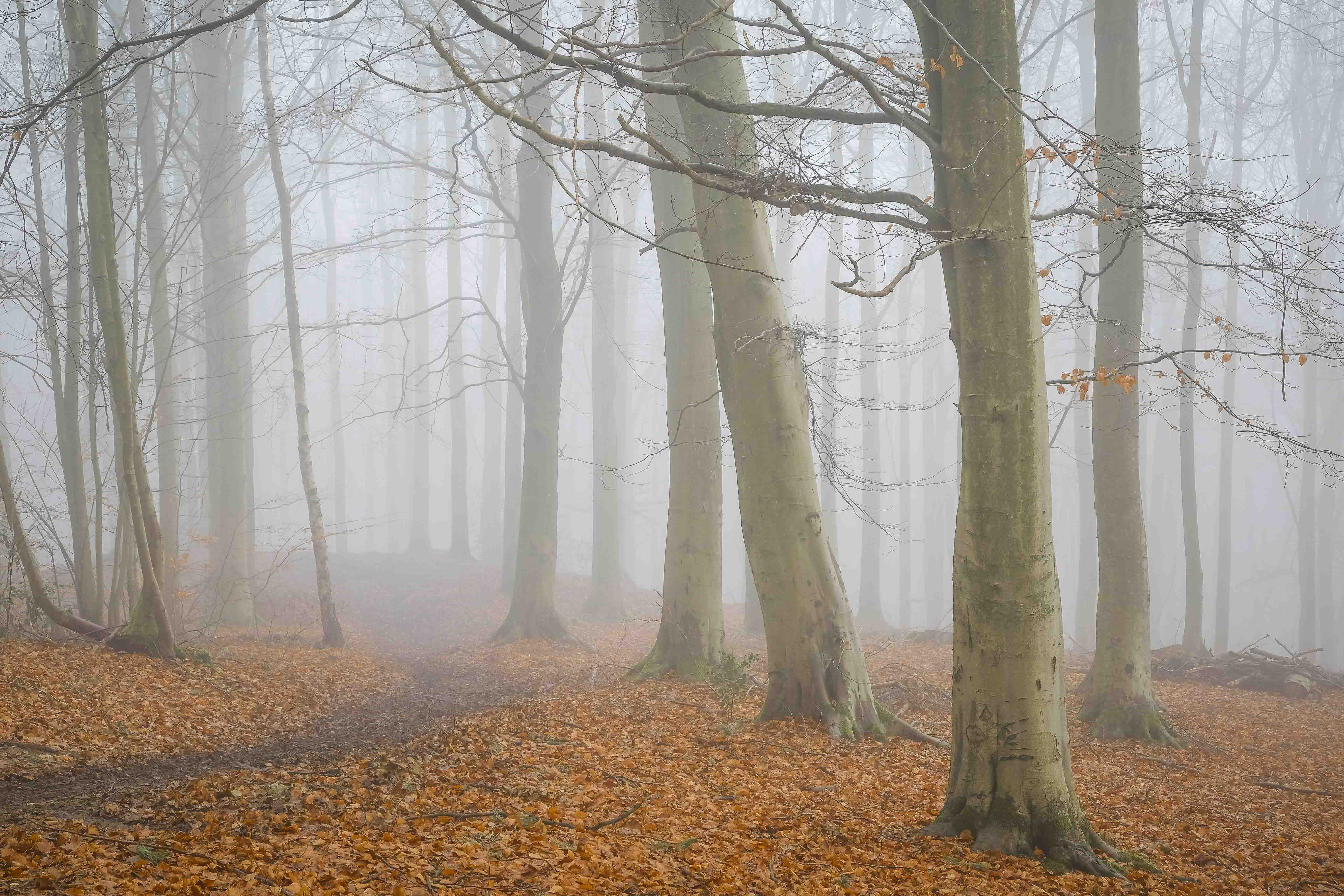 Annesley Forest Mist