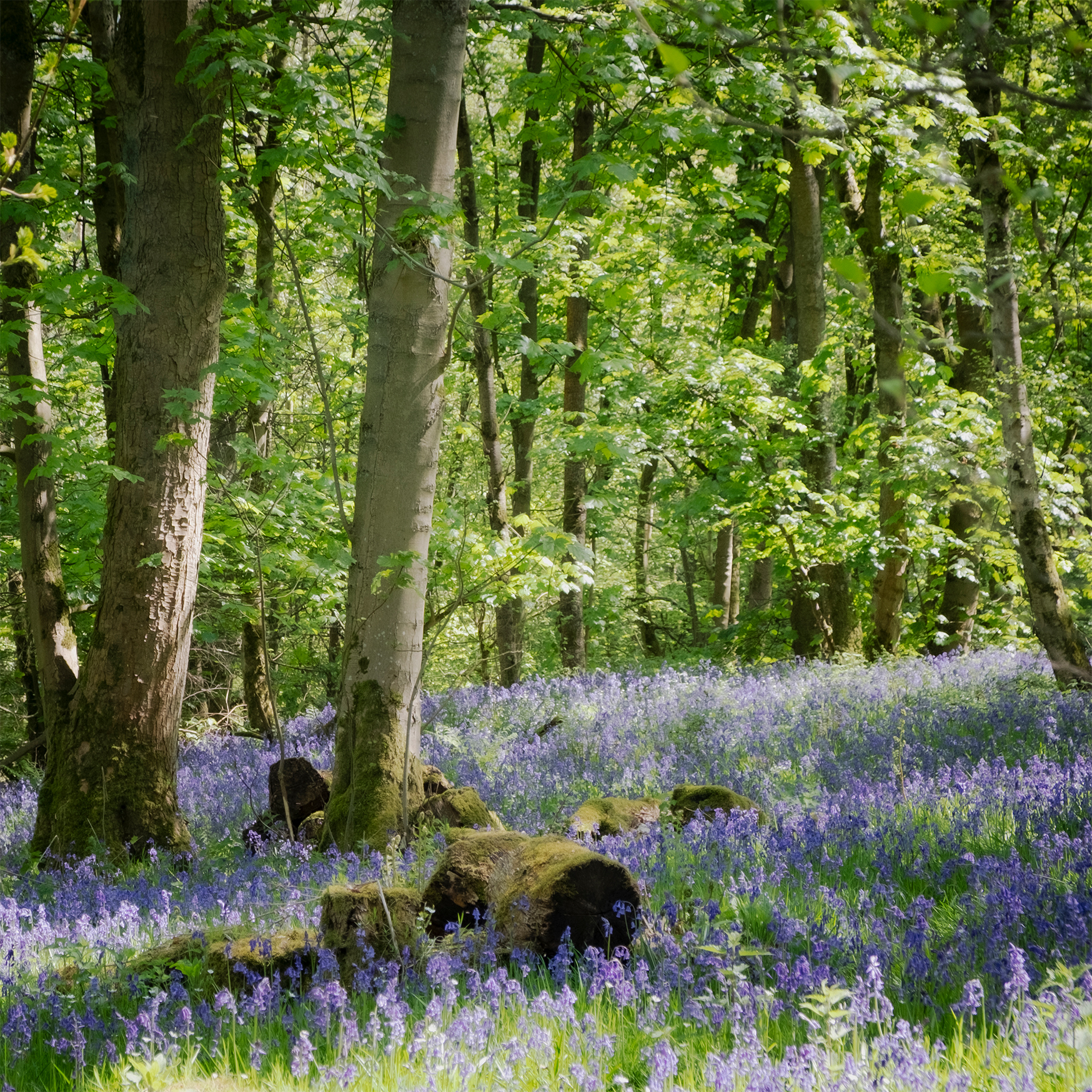Bluebells
