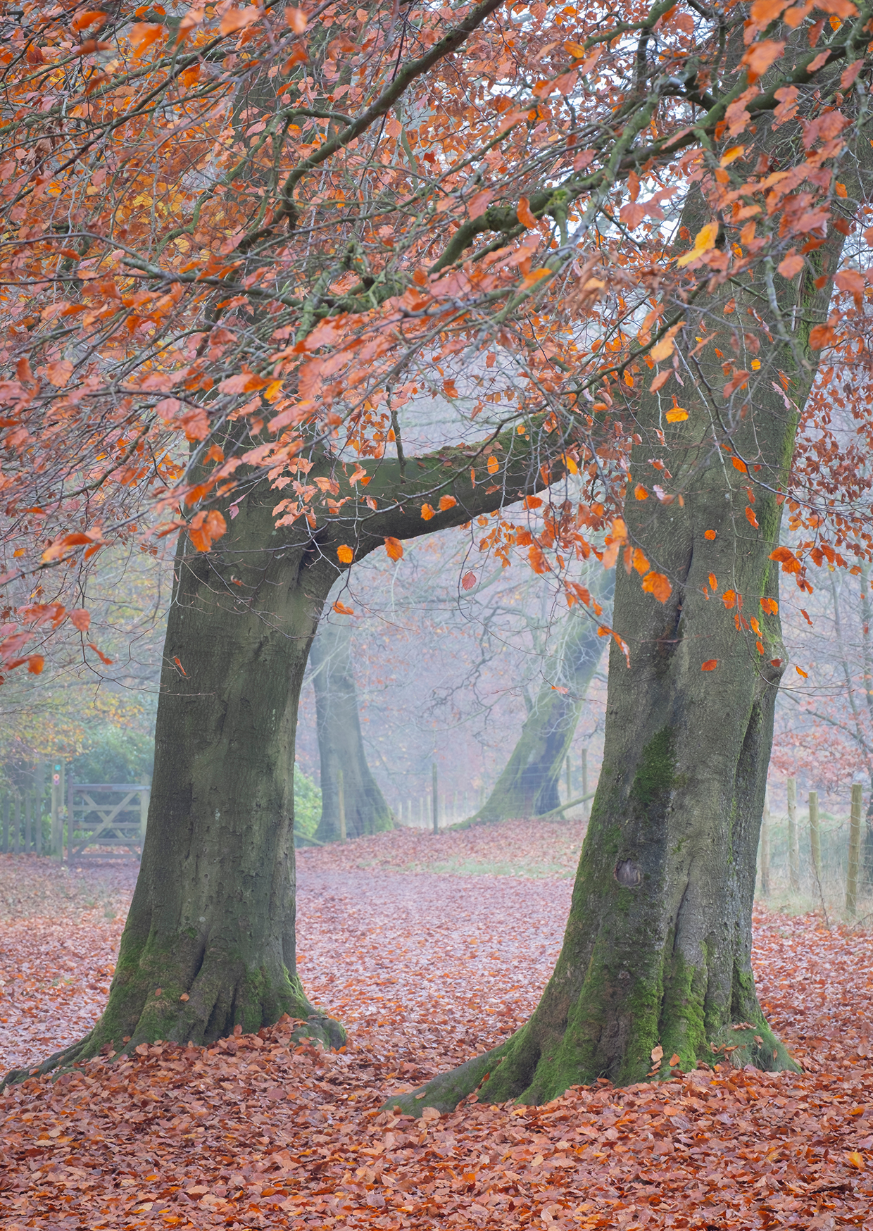 Granby Wood, Peak District