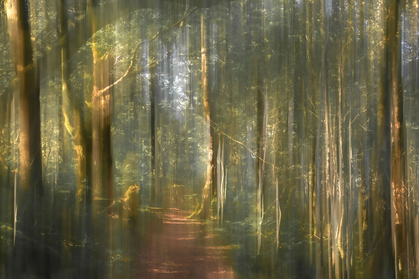 Abstract Woodland Longdridge Estate Peak District 
