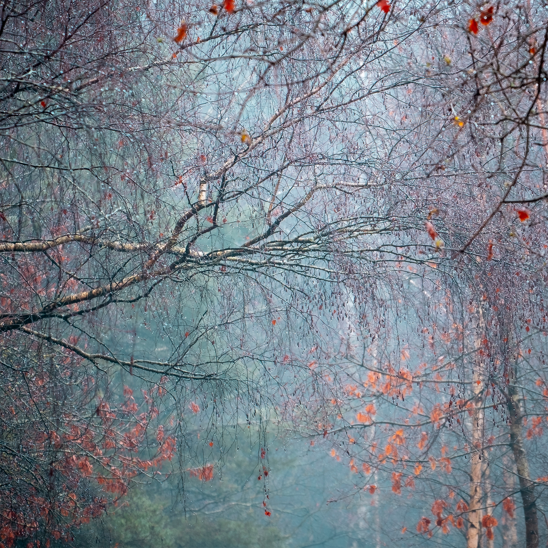Harlow Wood Abstract