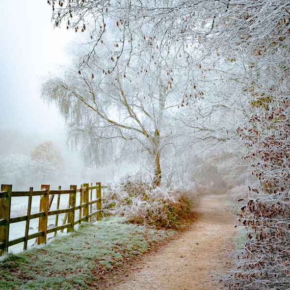Bestwood Winter
