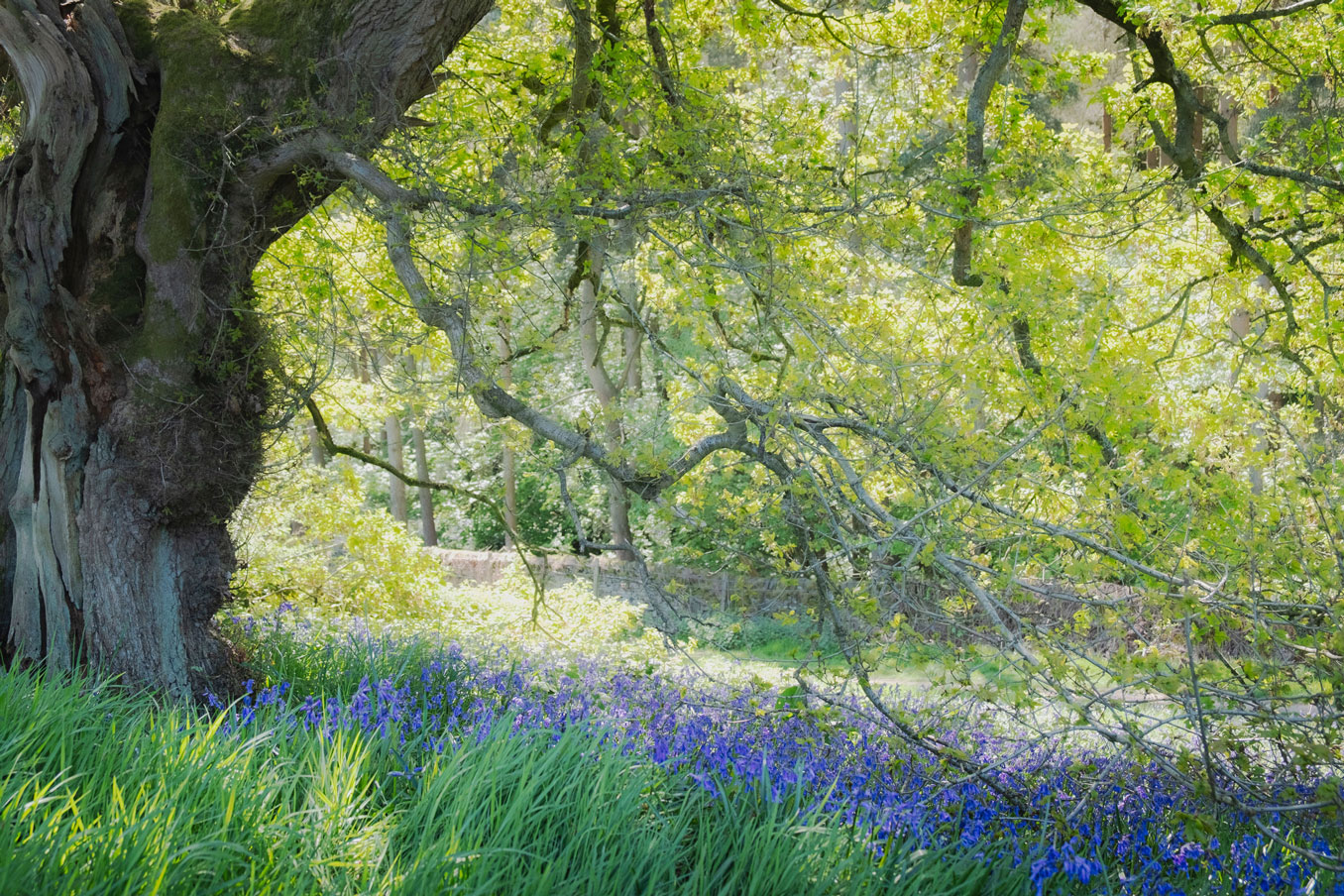 Bluebells in The Peak District