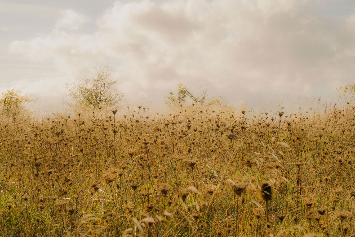Autumn Light at Gedling Country Park, Nottingham