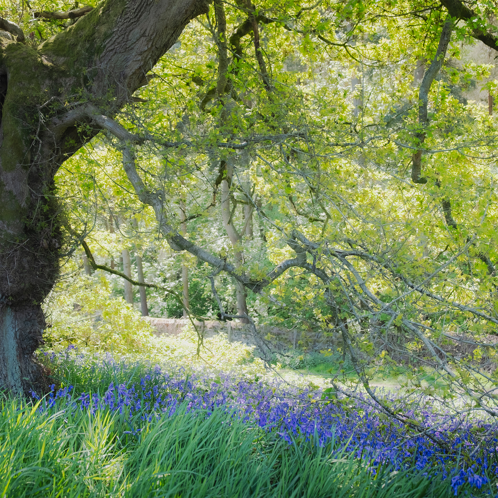Peak District Bluebells