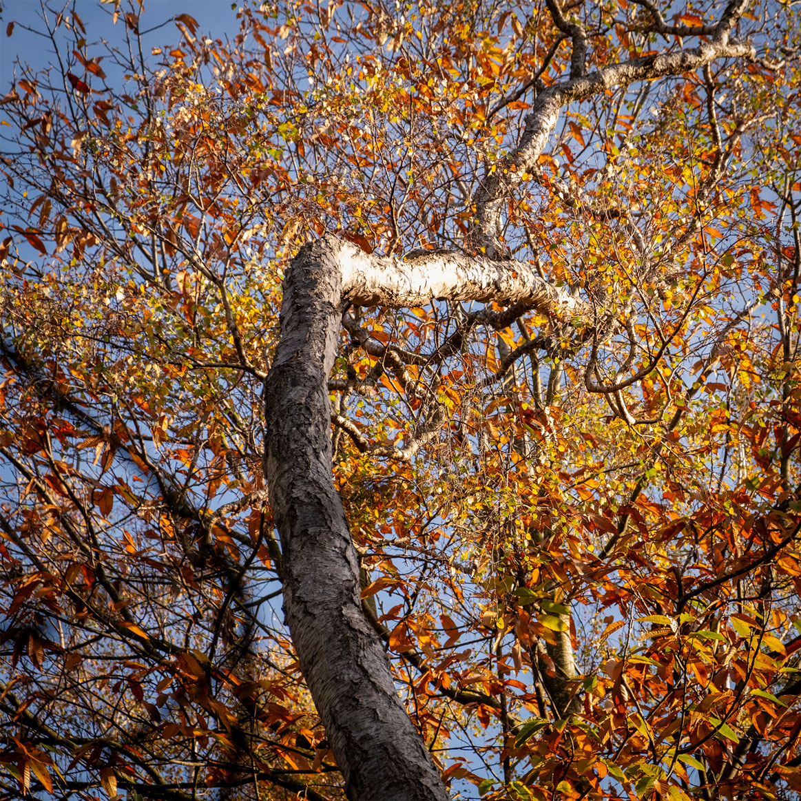 Autumn, Sherwood Forest