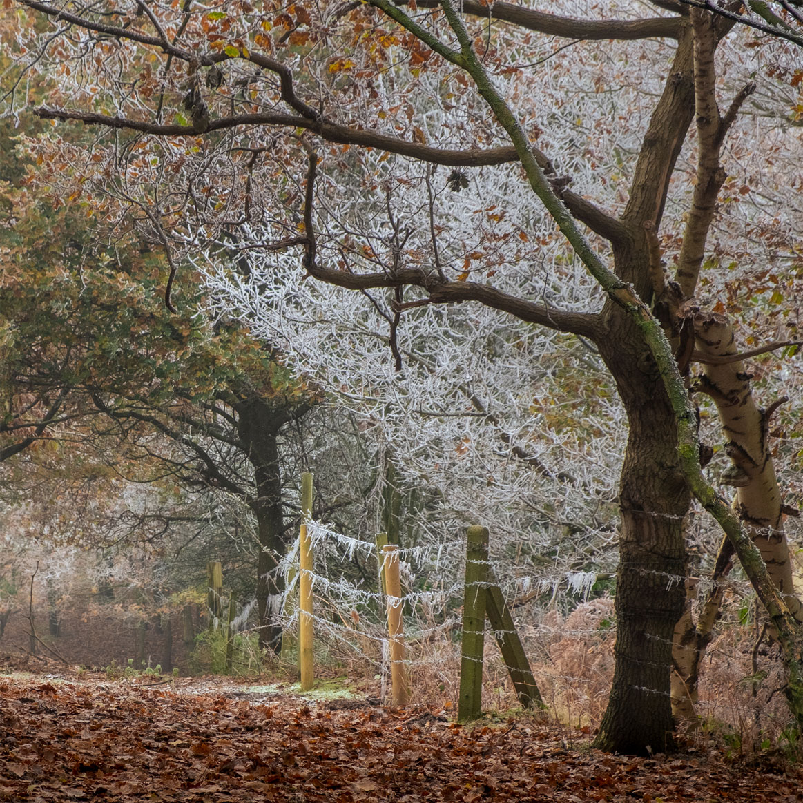 Hoar Frost at Bestwood Country Park, Nottingham