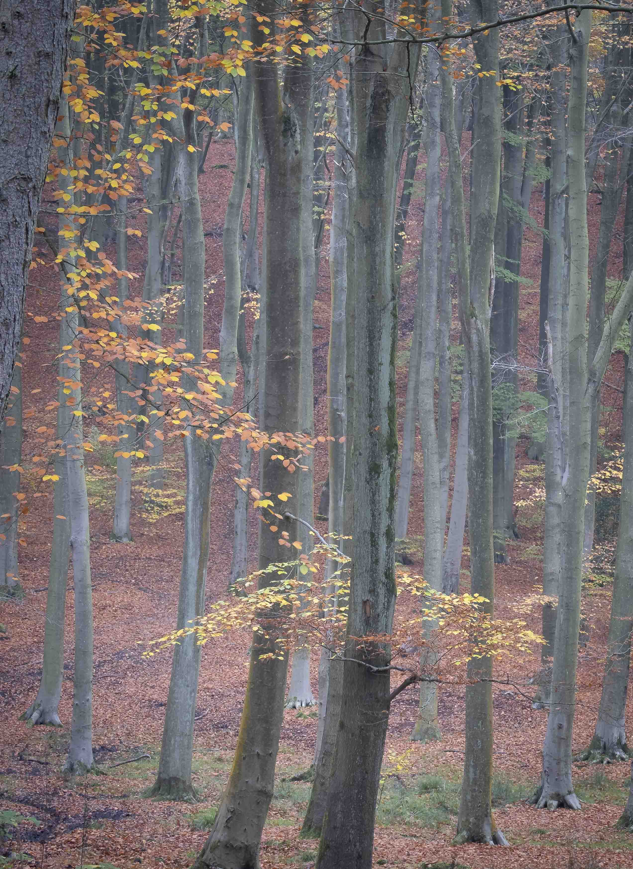 Annesley Autumn