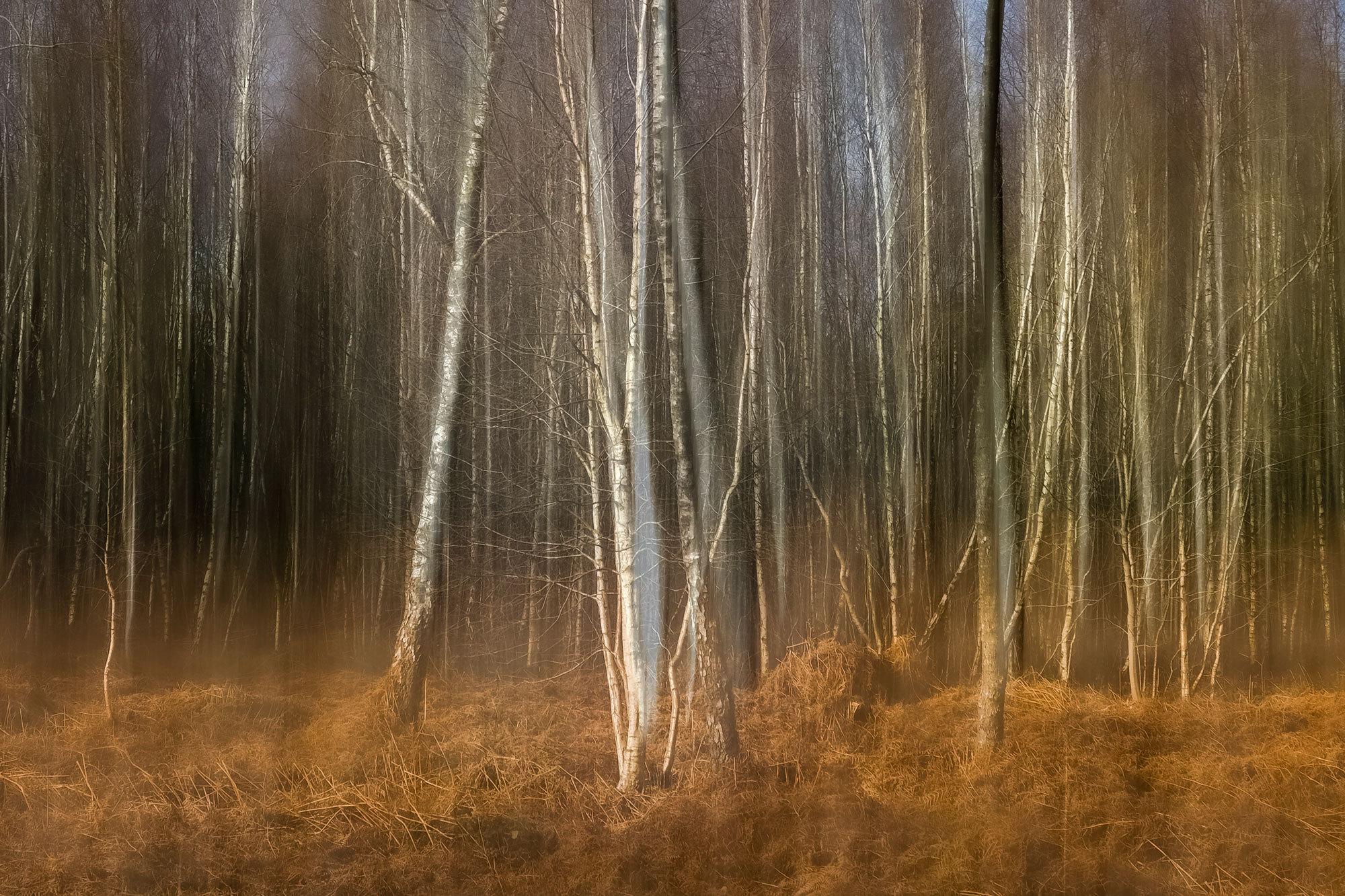 Cromford Moor Abstract Woodland