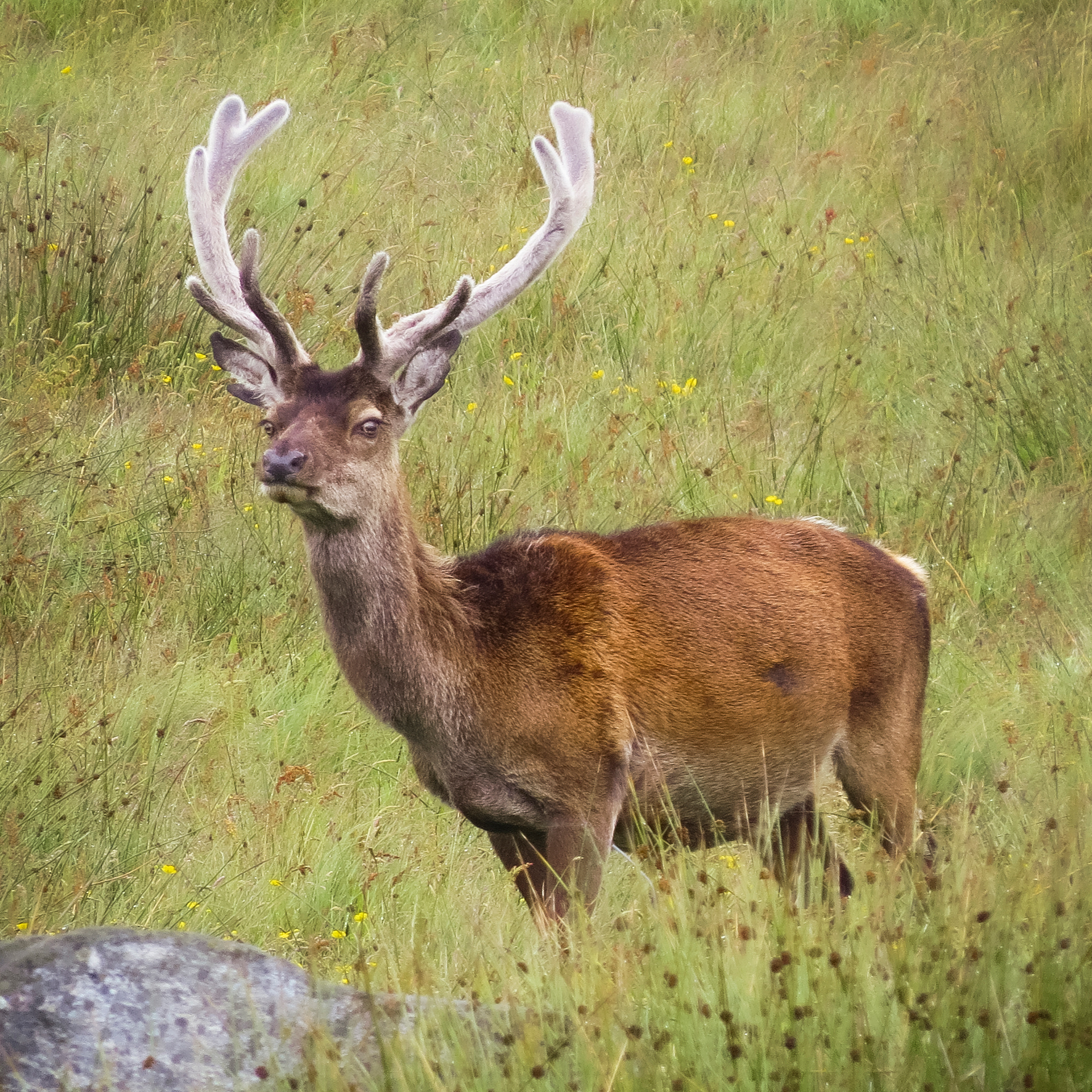 Outer Hebrides Stag