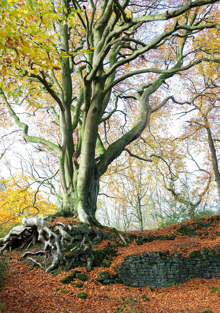 Over Exposed Roots in The Peak District
