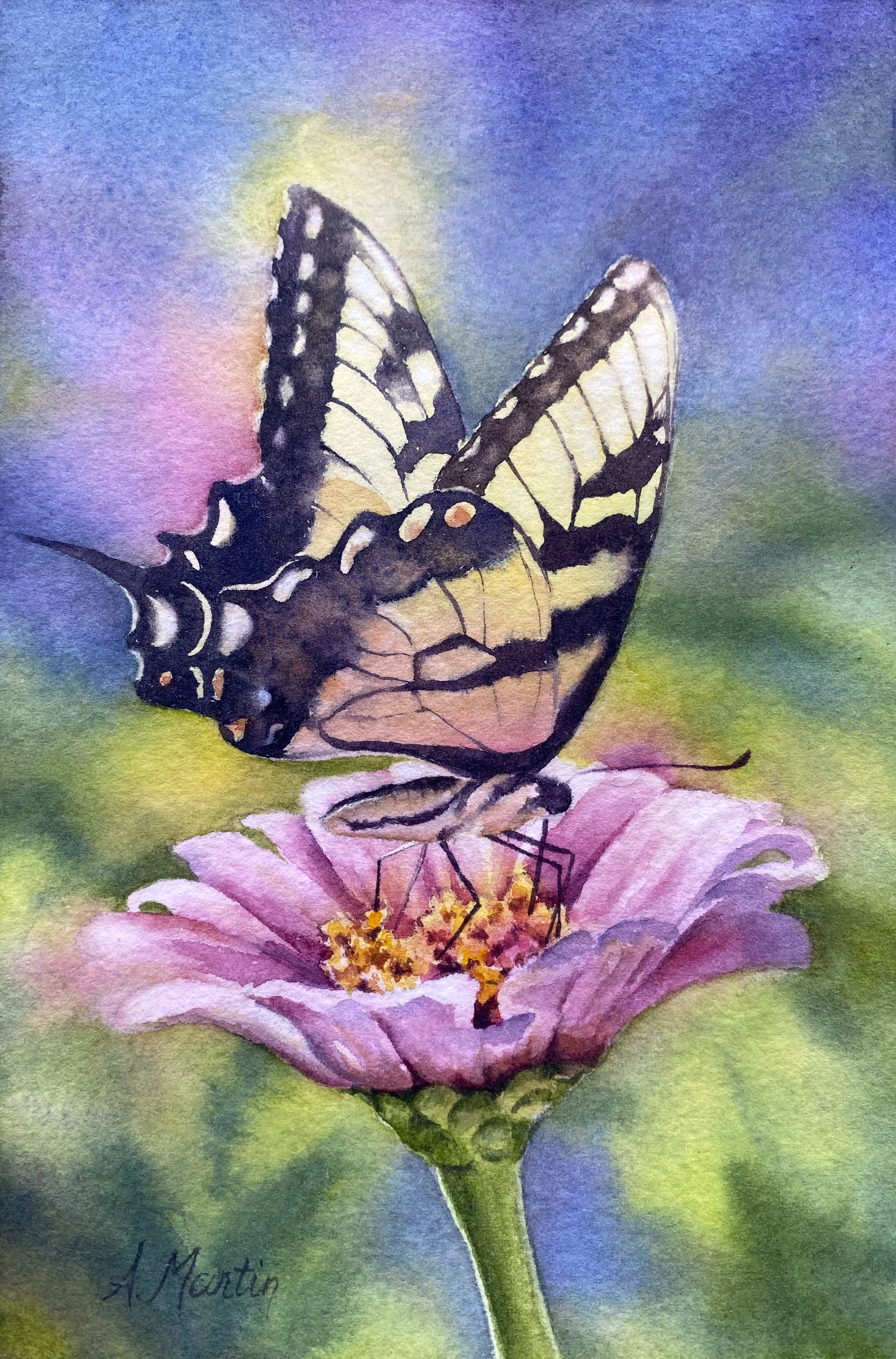 Swallowtail on Zinnia