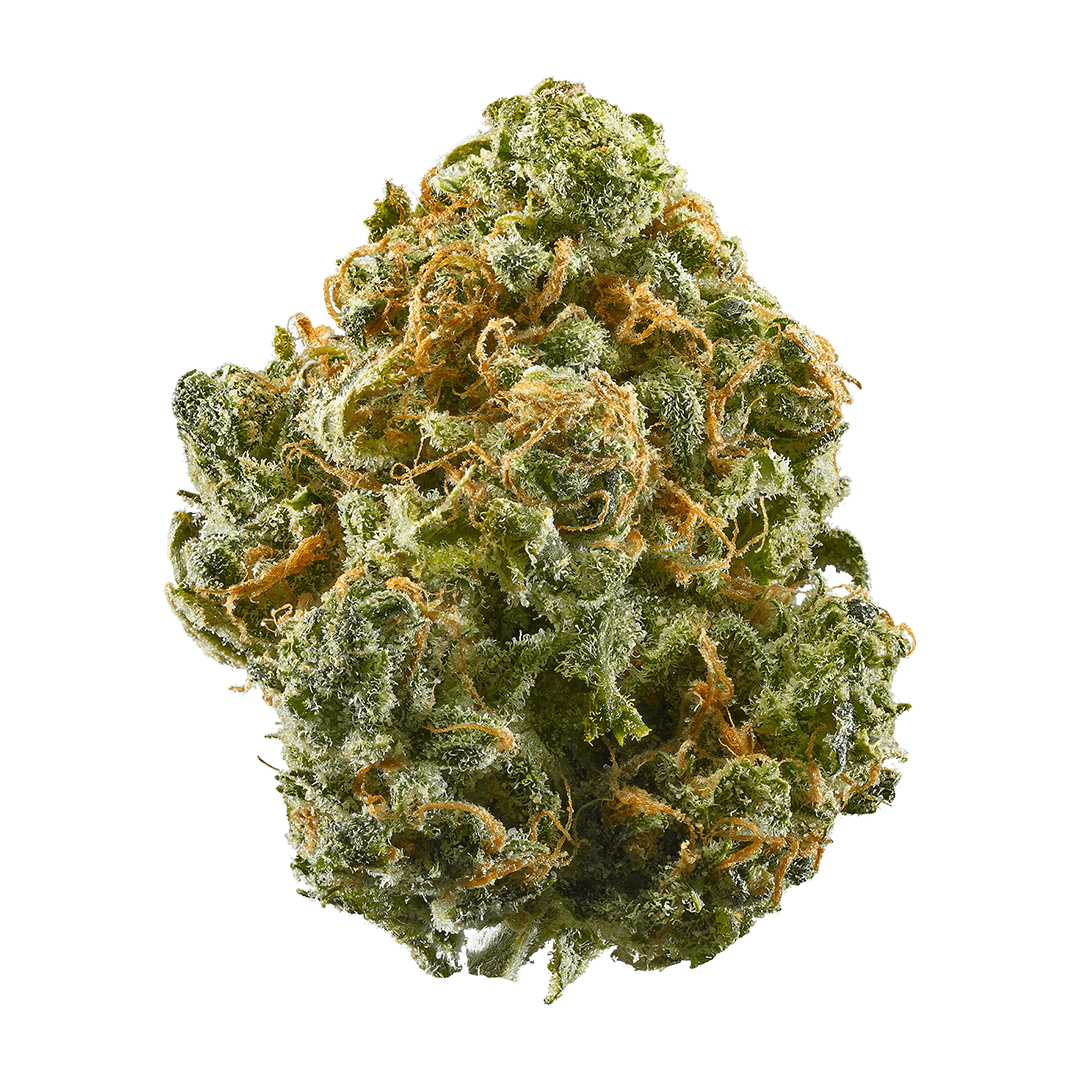 Gelato 41