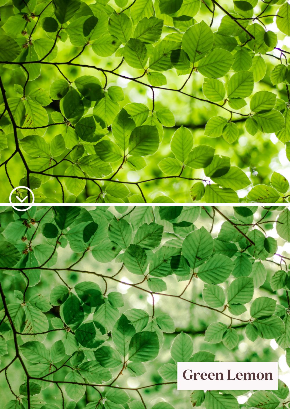 Green Tones Collection: A world of vibrant green presets