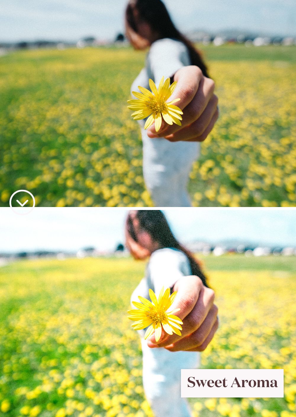 Springtime Presets Collection