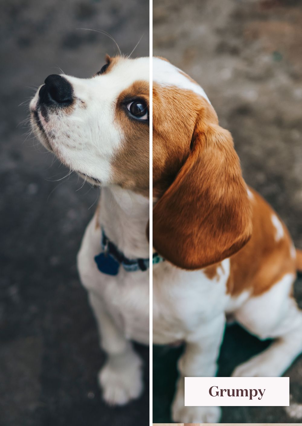 Pet Collection (Presets)