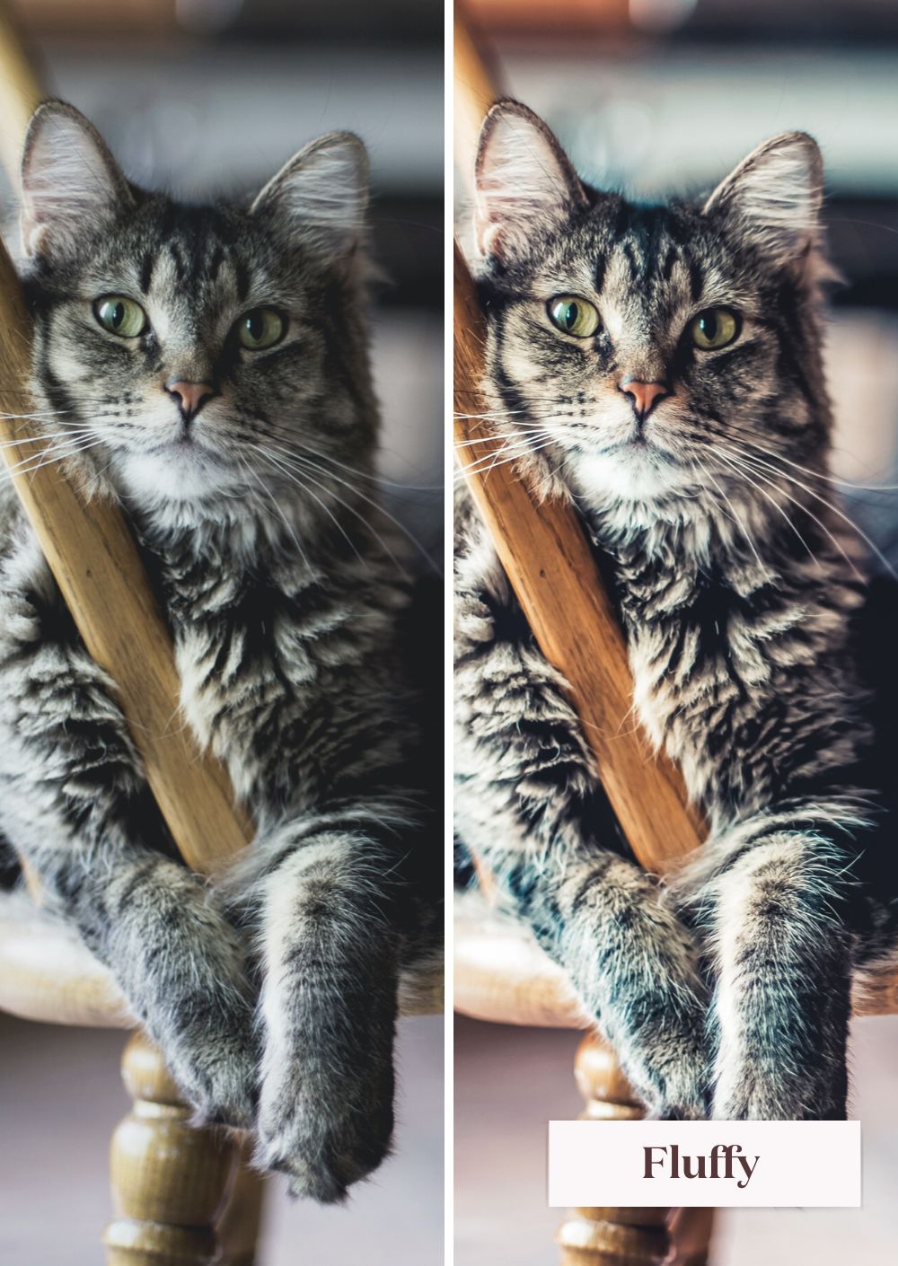 Pet Collection (Presets)