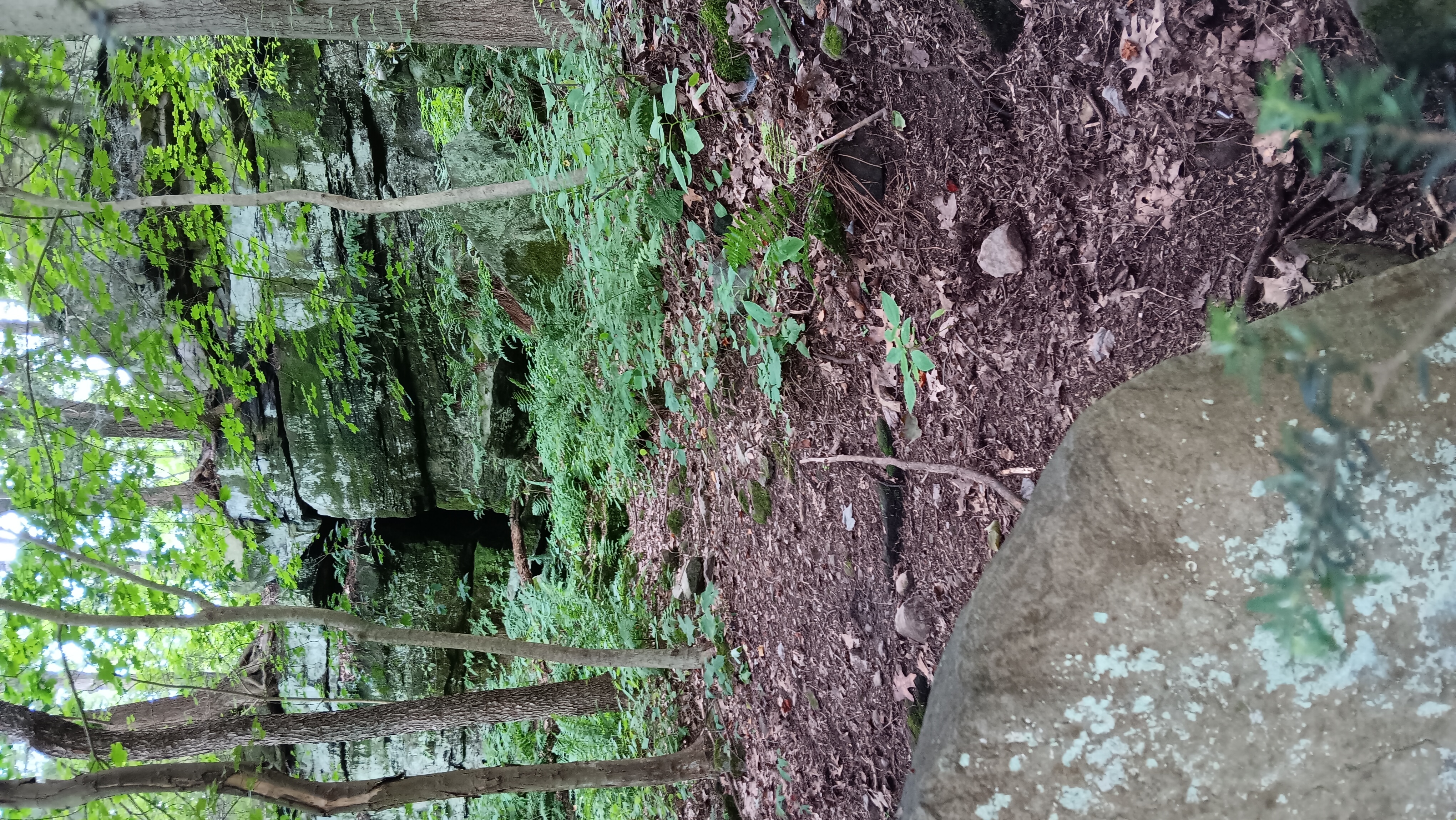Wed. July 16, 25 |  6:30pm - 8:30pm | Ewing Park Nature Trail - Ellwood City, PA