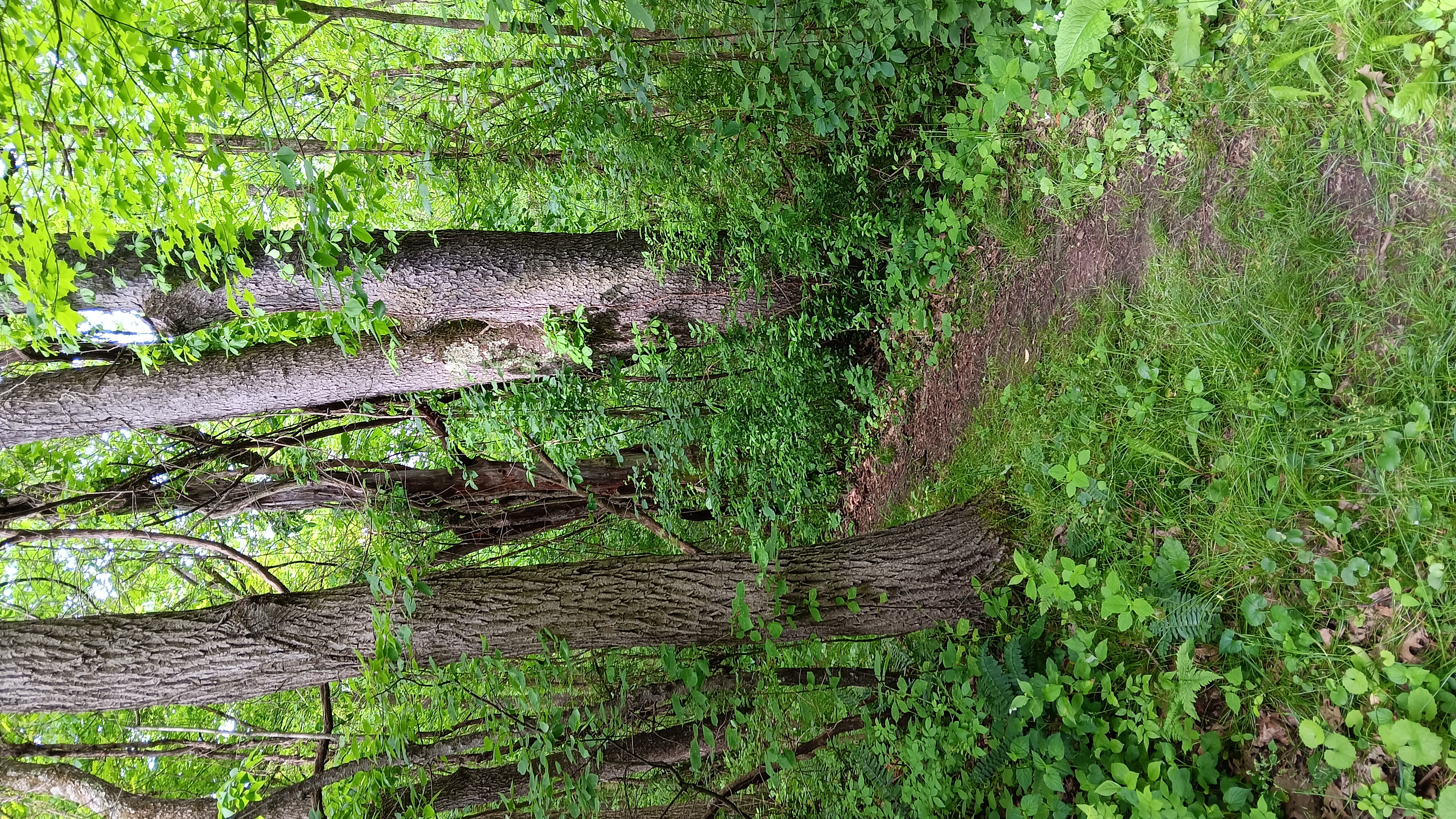 Sun. July 20, 25 | 9:00am-11:00am | West Park Nature Center - New Castle, PA