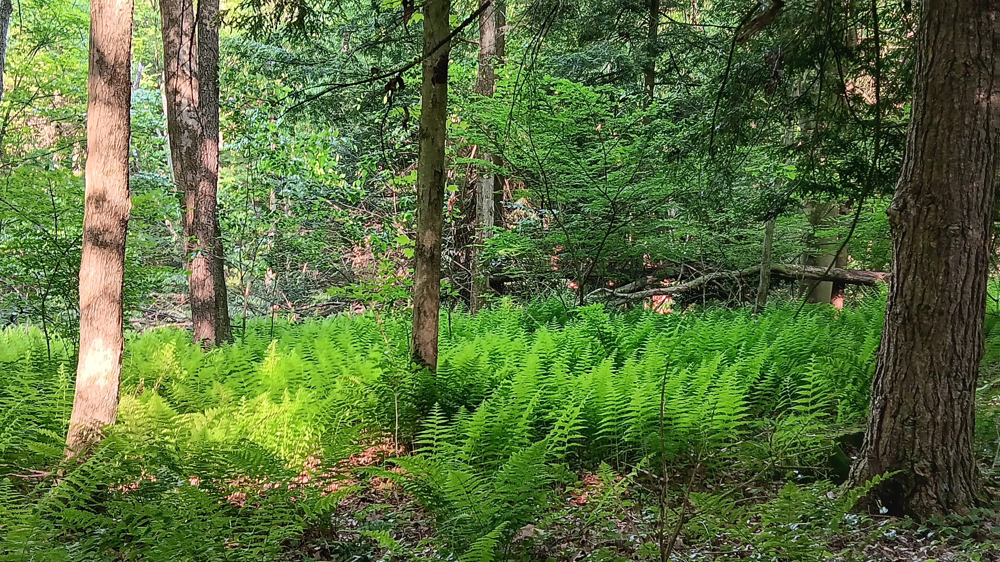 Fri. Sept. 26, 25 | 1:00pm - 3:00pm | Cobblehaus at the Falls - Mercer, PA