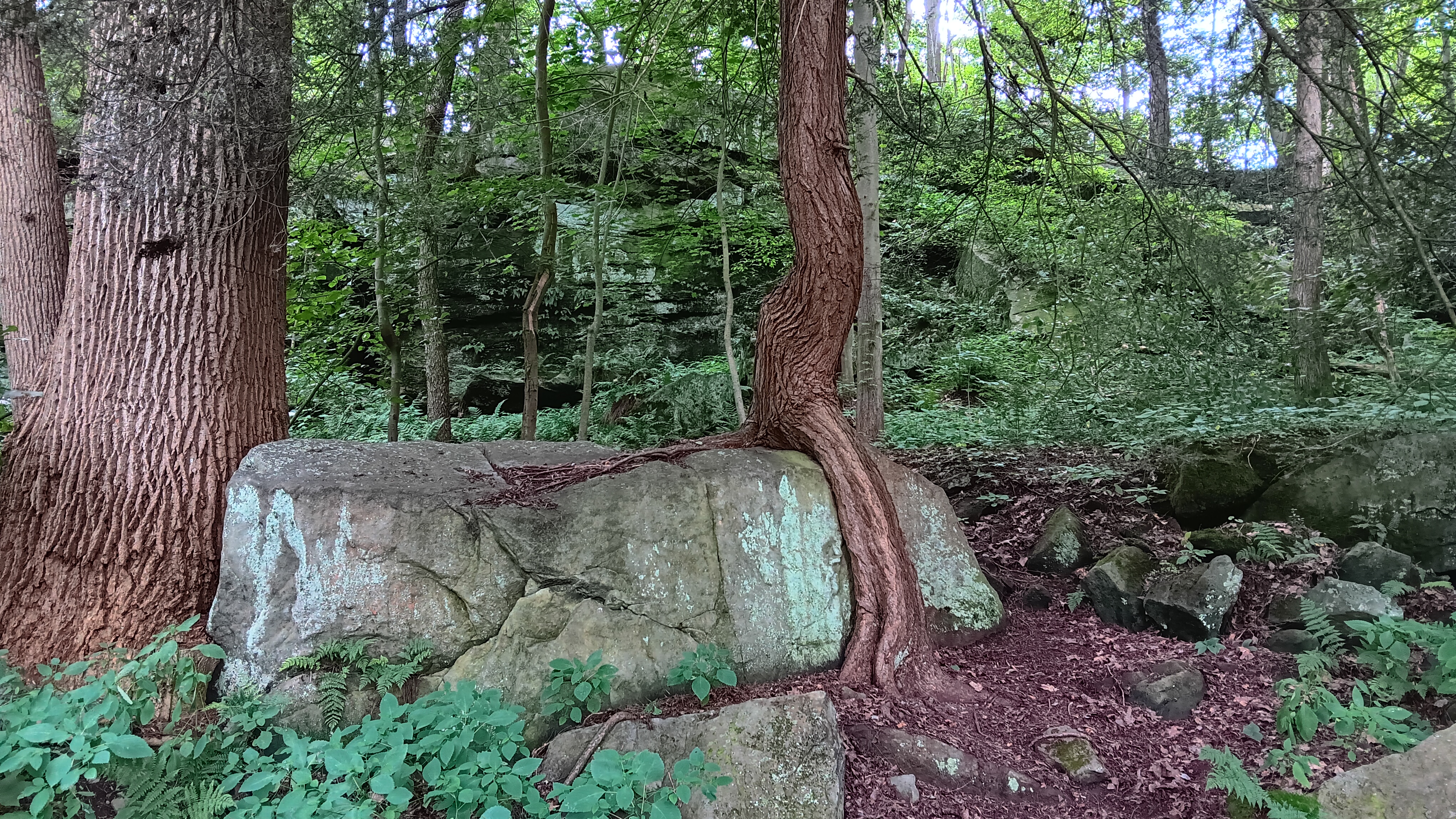 Tue. Sept. 16, 25 |  10:00am - Noon | Ewing Park Nature Trail - Ellwood City, PA