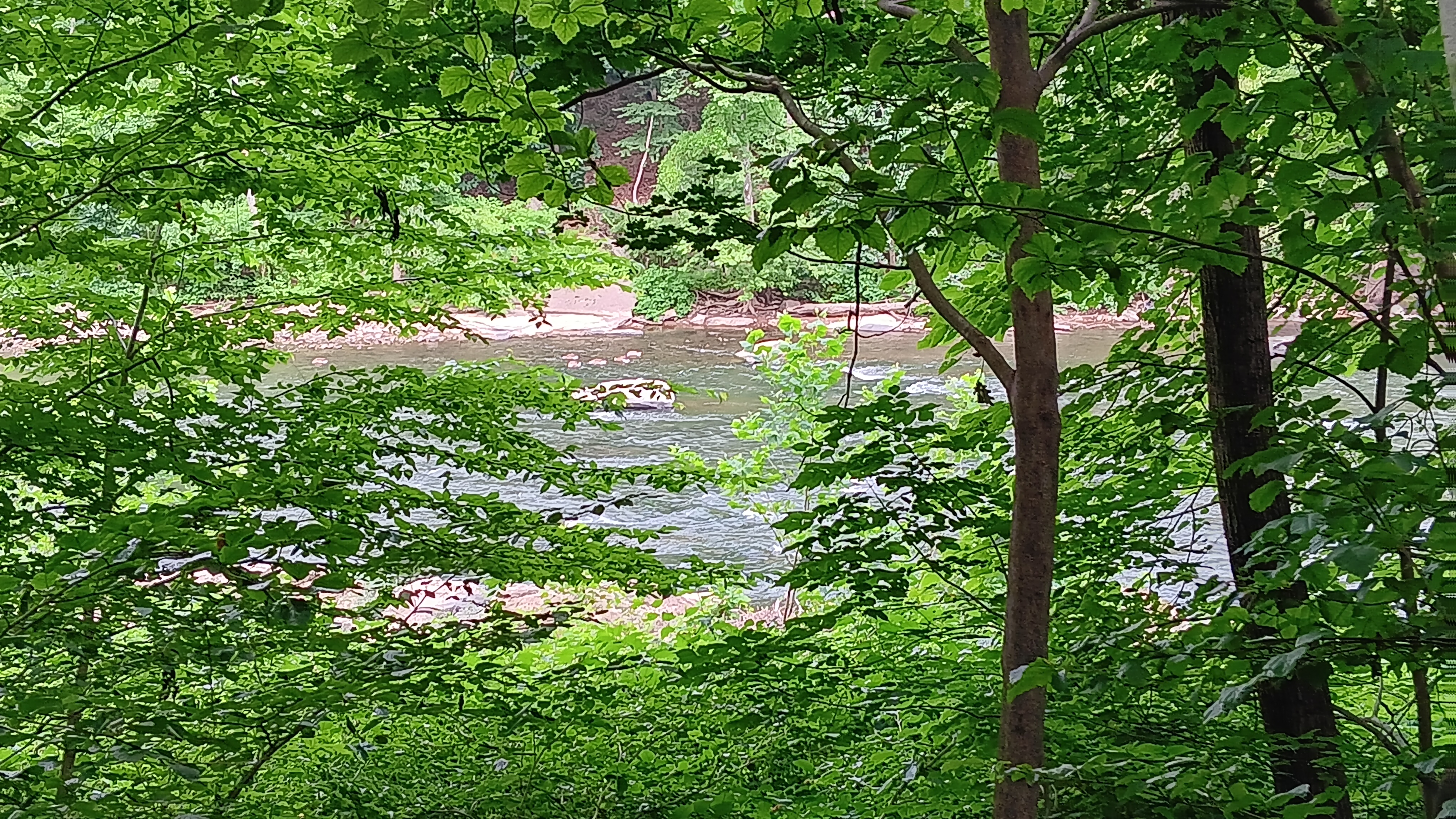 Tue. Sept. 16, 25 |  10:00am - Noon | Ewing Park Nature Trail - Ellwood City, PA