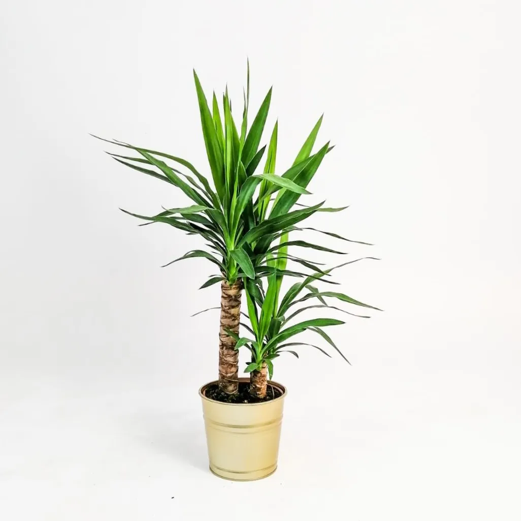 Yucca Bitkisi